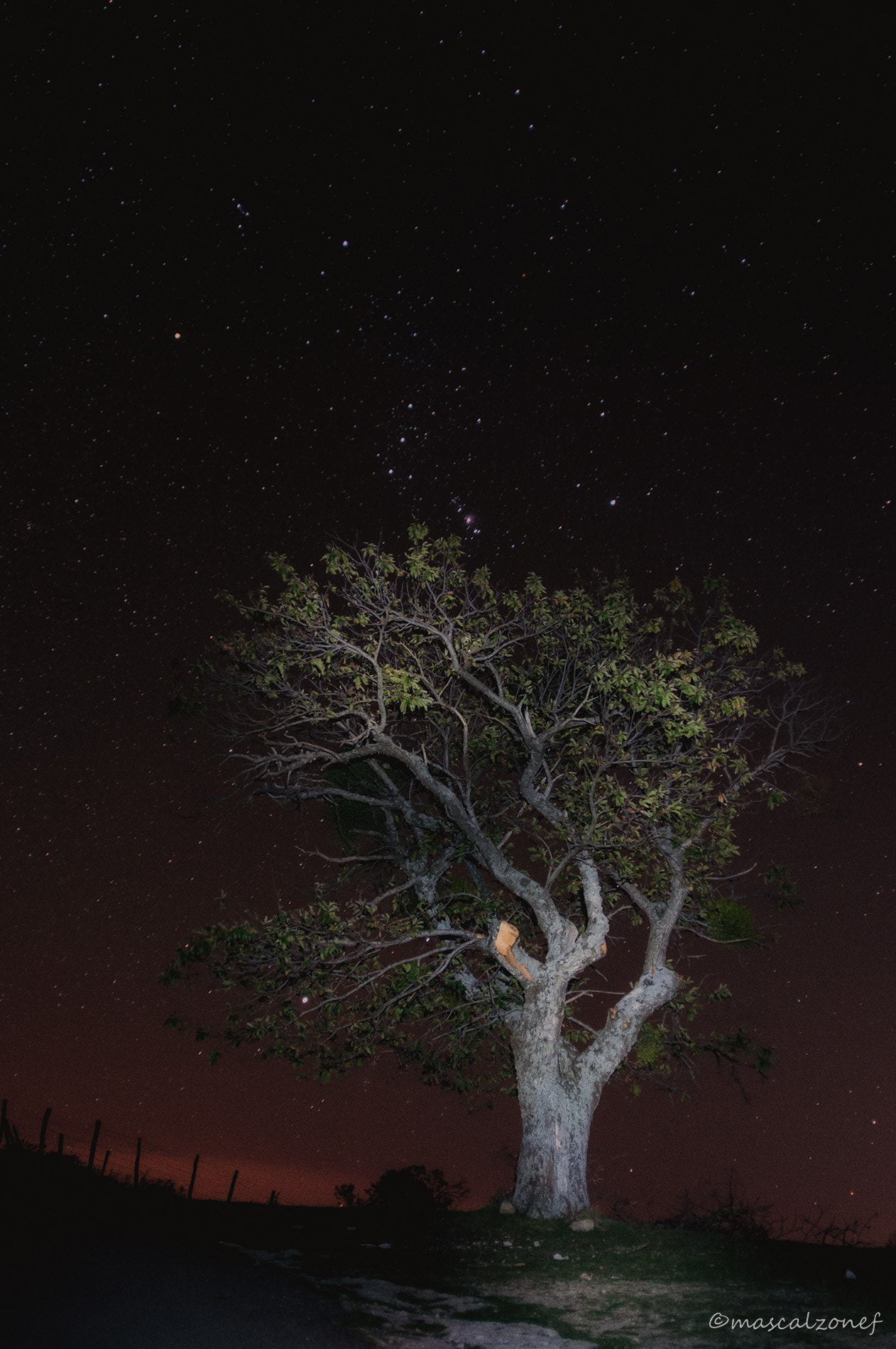 Nikon AF Nikkor 24-85mm F2.8-4D IF sample photo. Lighted tree photography