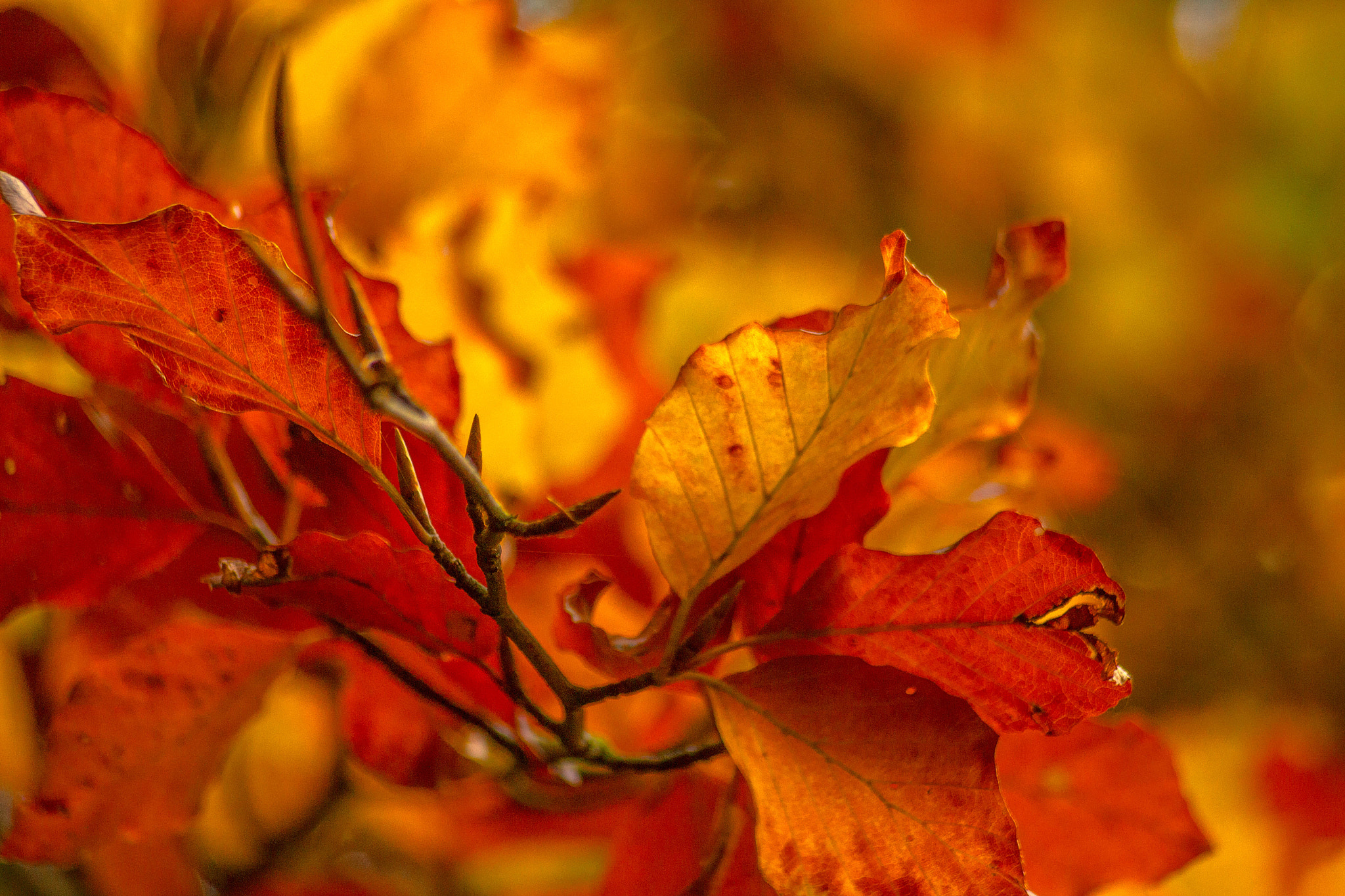 Sigma 55-200mm f/4-5.6 DC sample photo. Leaves in autumn photography