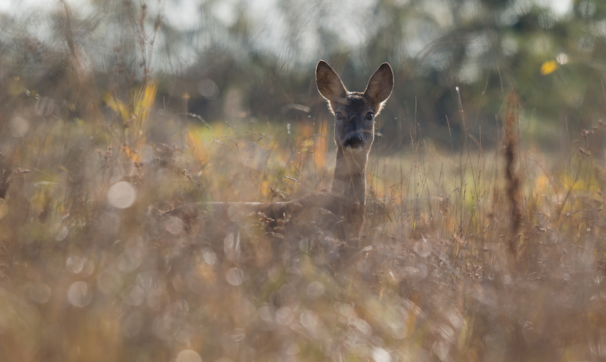 Nikon AF-S Nikkor 200-500mm F5.6E ED VR sample photo. Európai őz (capreolus capreolus) photography
