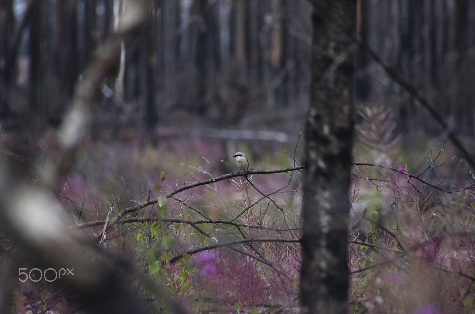 Pentax K-5 sample photo. Red-backed shrike with fireweed. photography