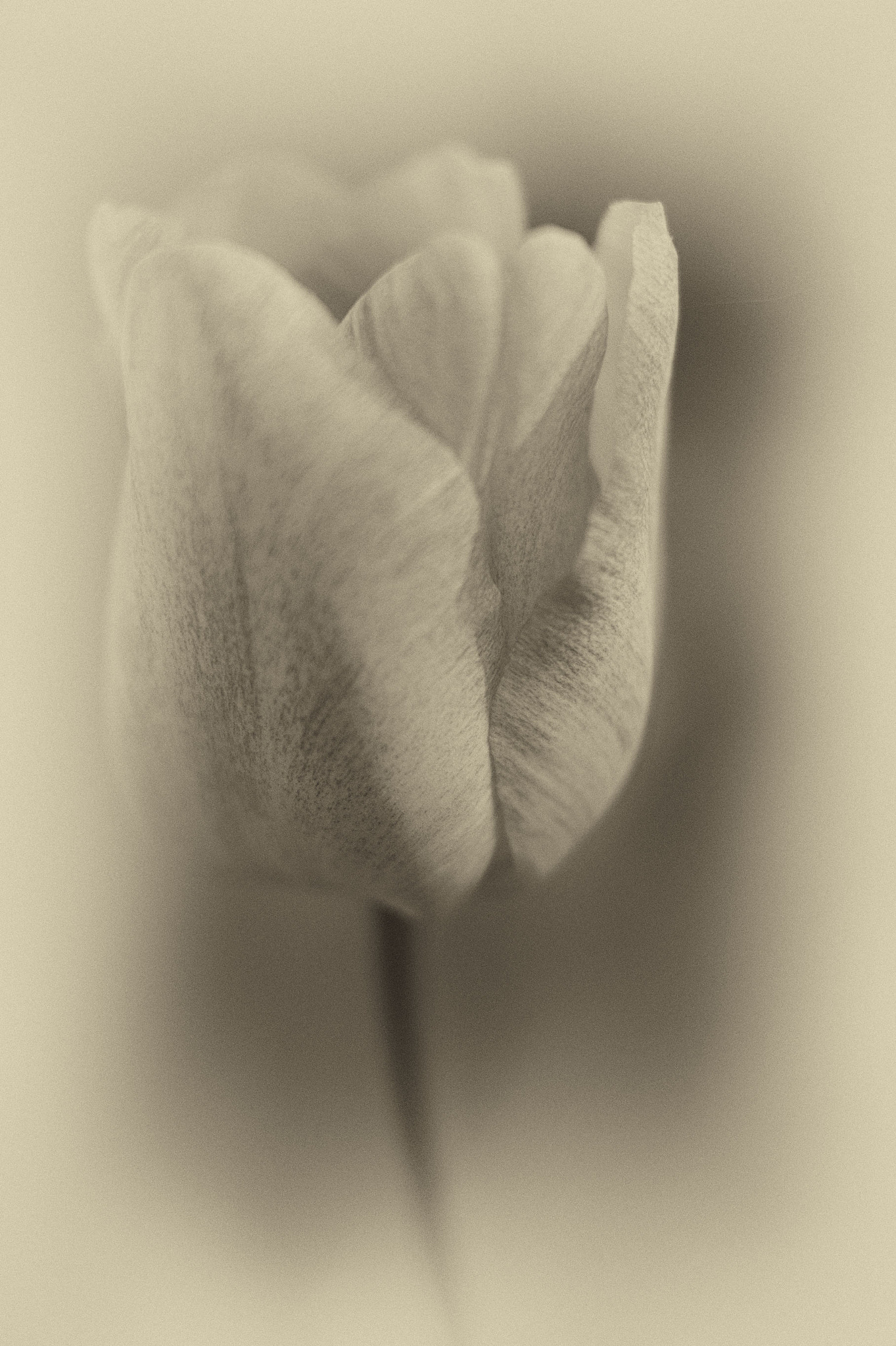 Sony SLT-A58 sample photo. Mrs. black tulip photography