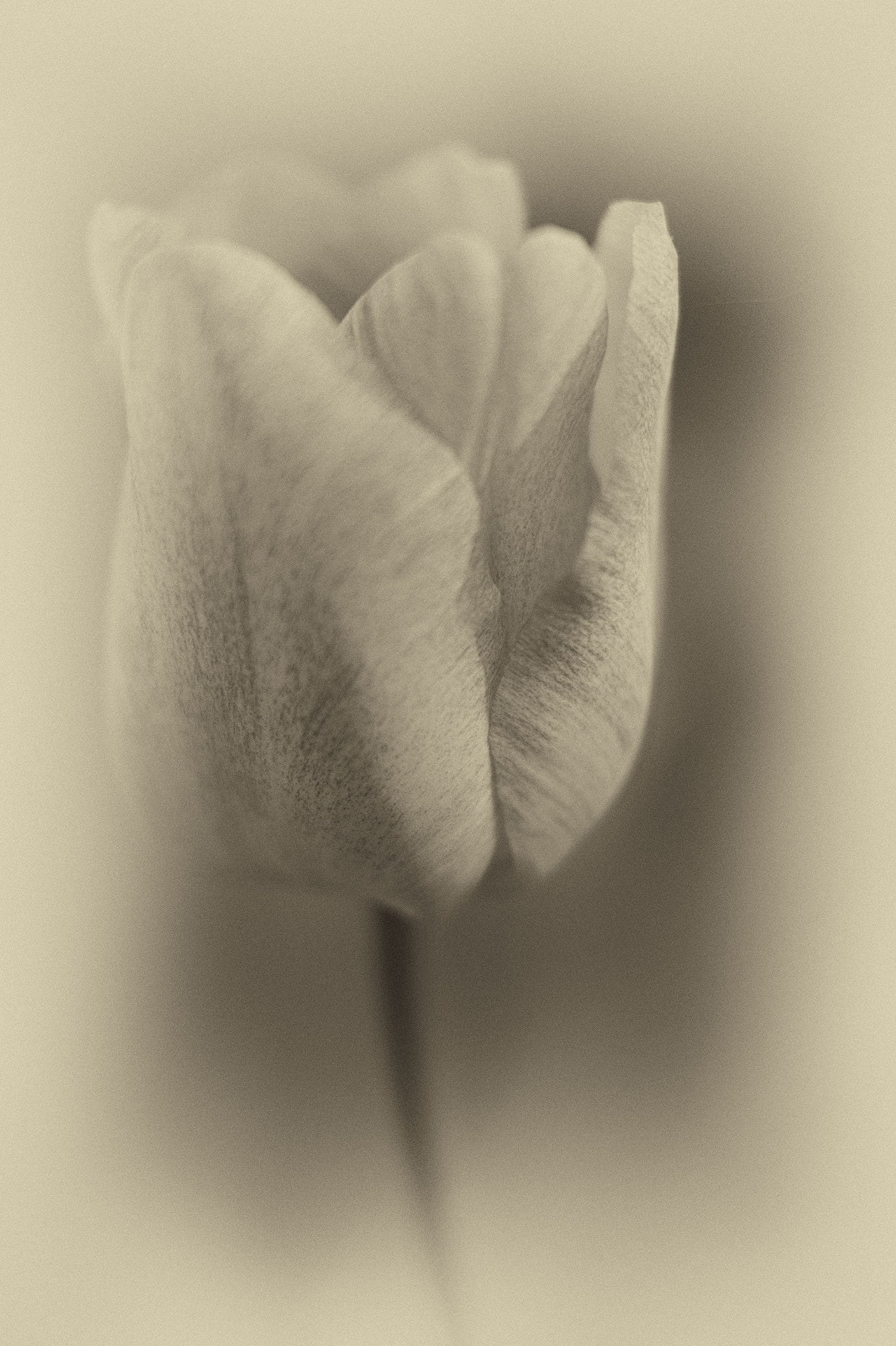 Sony DT 35mm F1.8 SAM sample photo. Mrs. black tulip photography