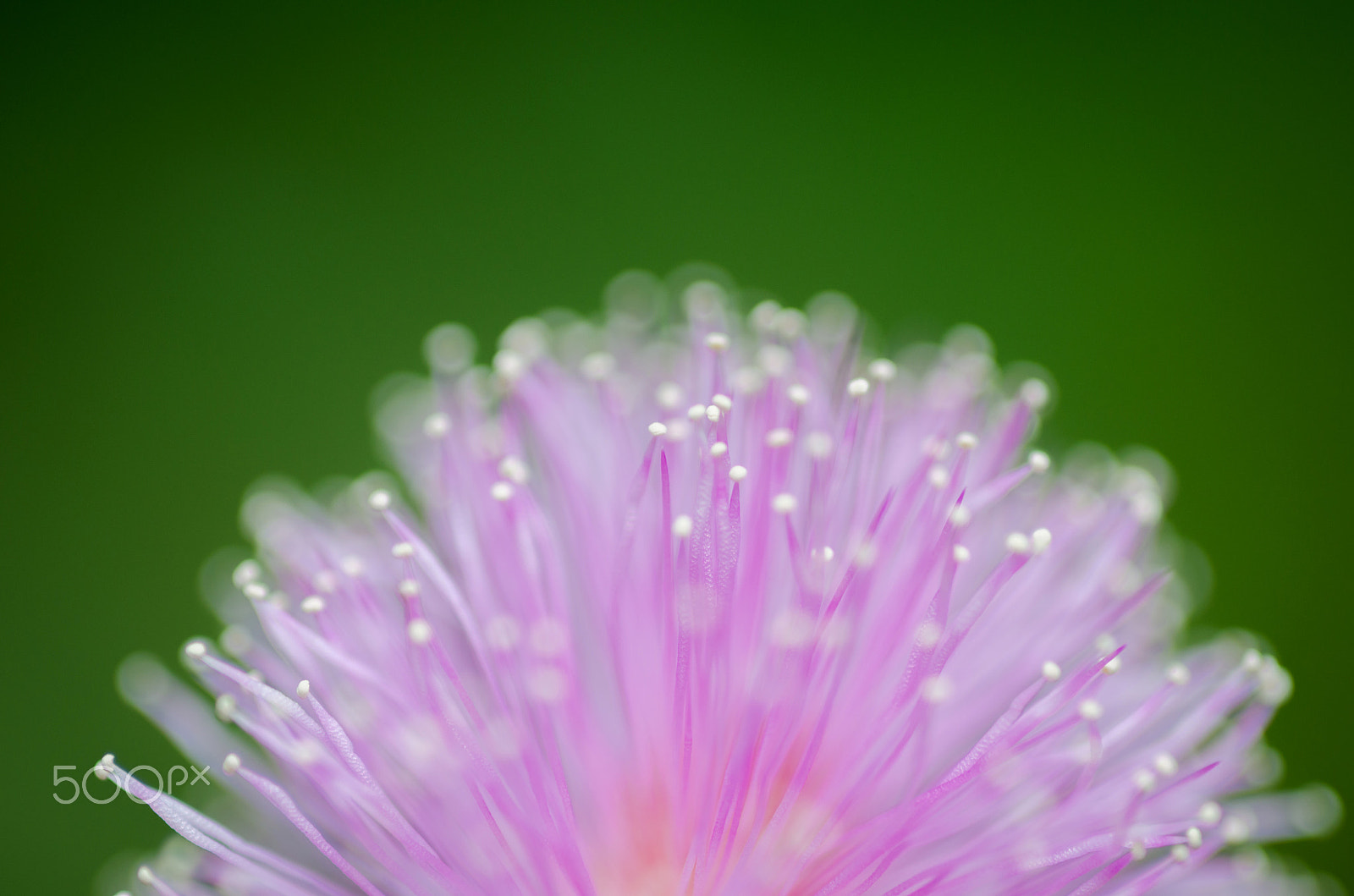 Nikon D7000 + Nikon AF Micro-Nikkor 60mm F2.8D sample photo. Mimosa pudica flower photography