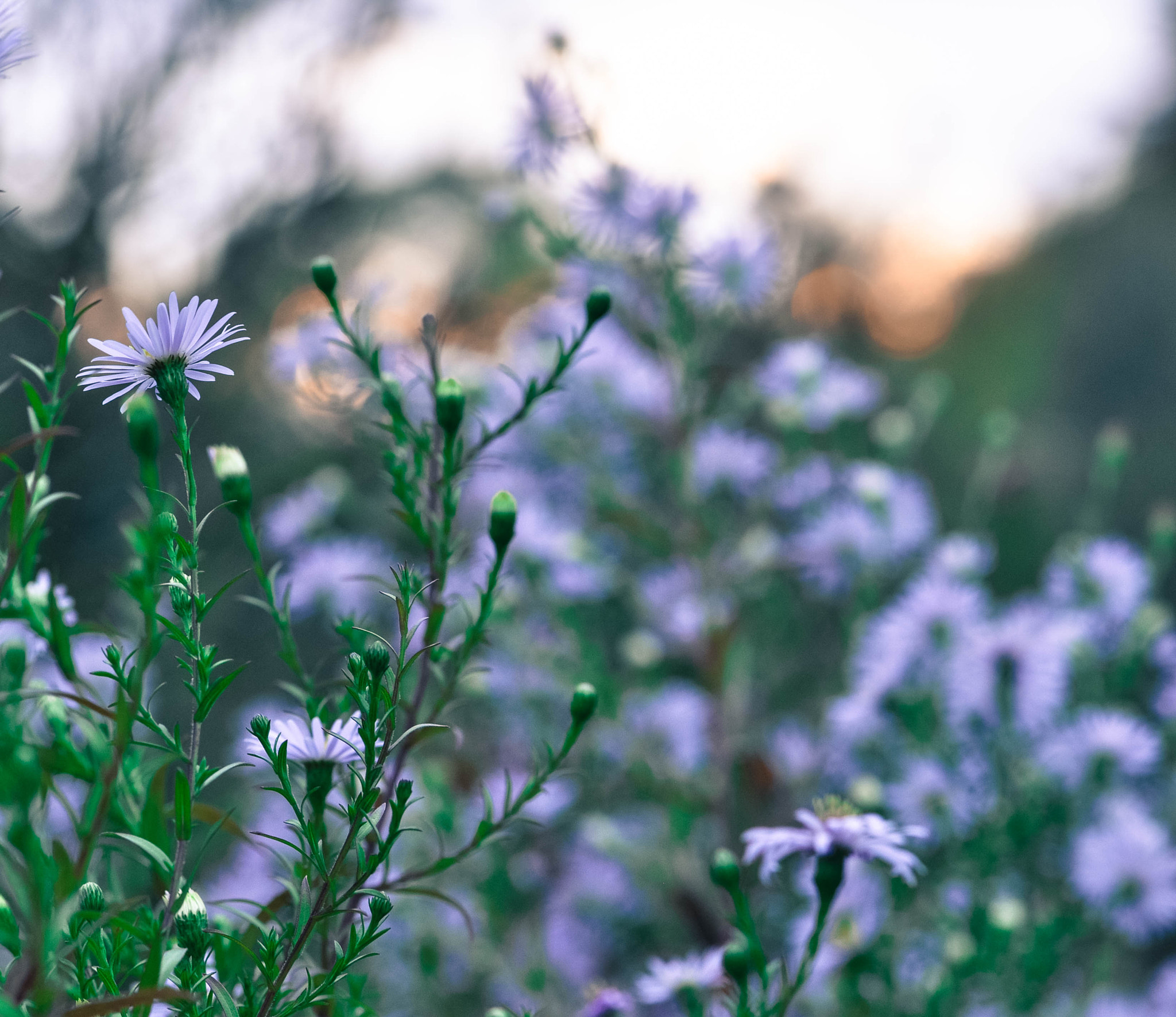 Nikon D5000 sample photo. Sunlight photography