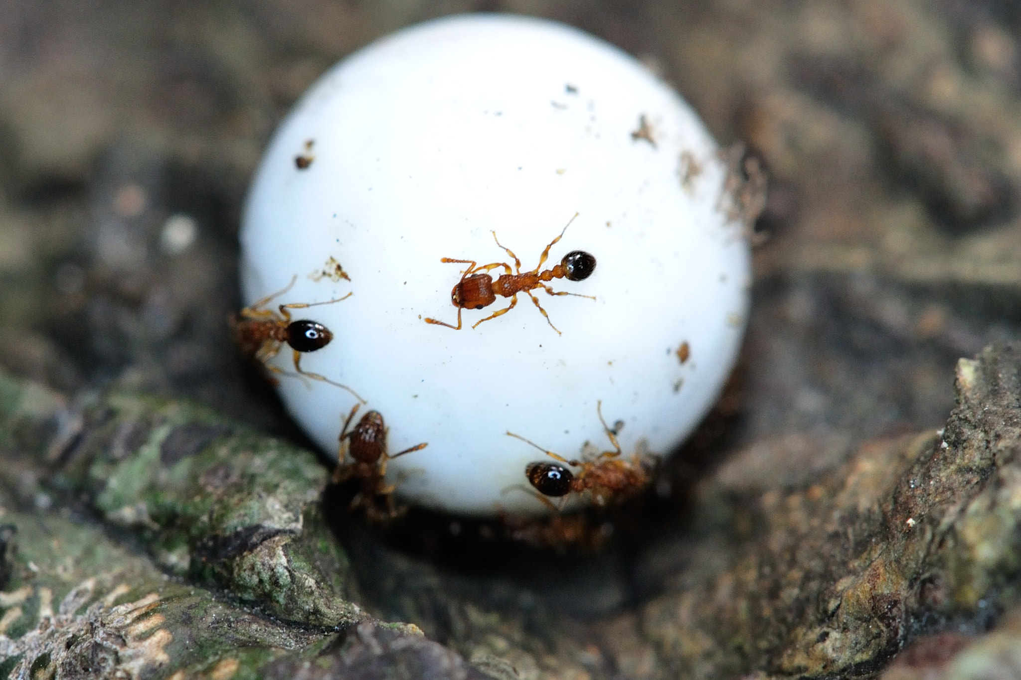 Nikon D3S sample photo. Ant's pearl photography