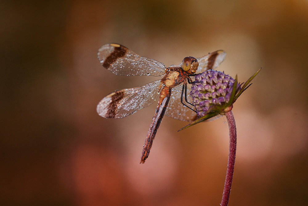 Sony Alpha DSLR-A700 sample photo. Banded darter! photography