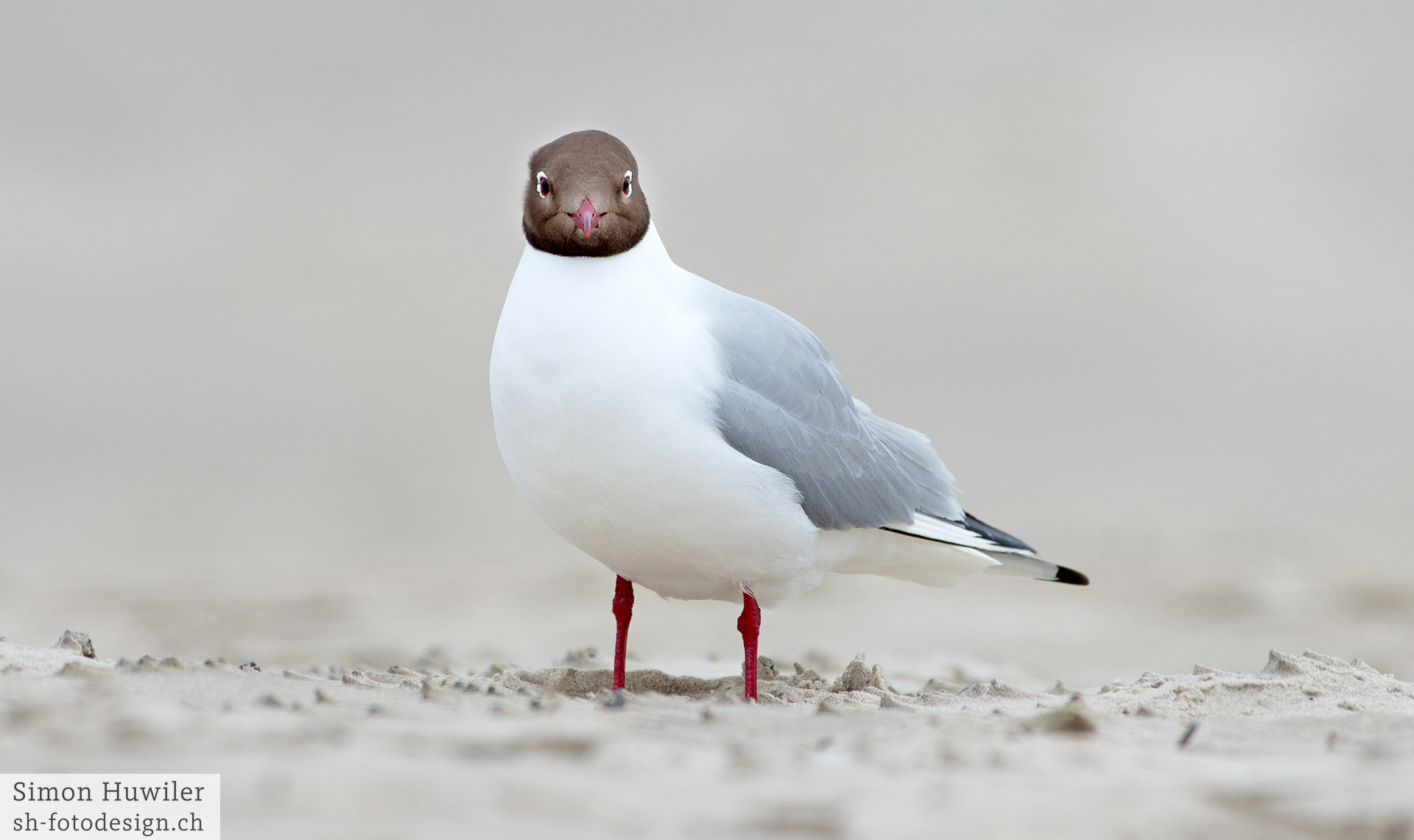 Pentax smc DA* 300mm F4.0 ED (IF) SDM sample photo. Seagull photography