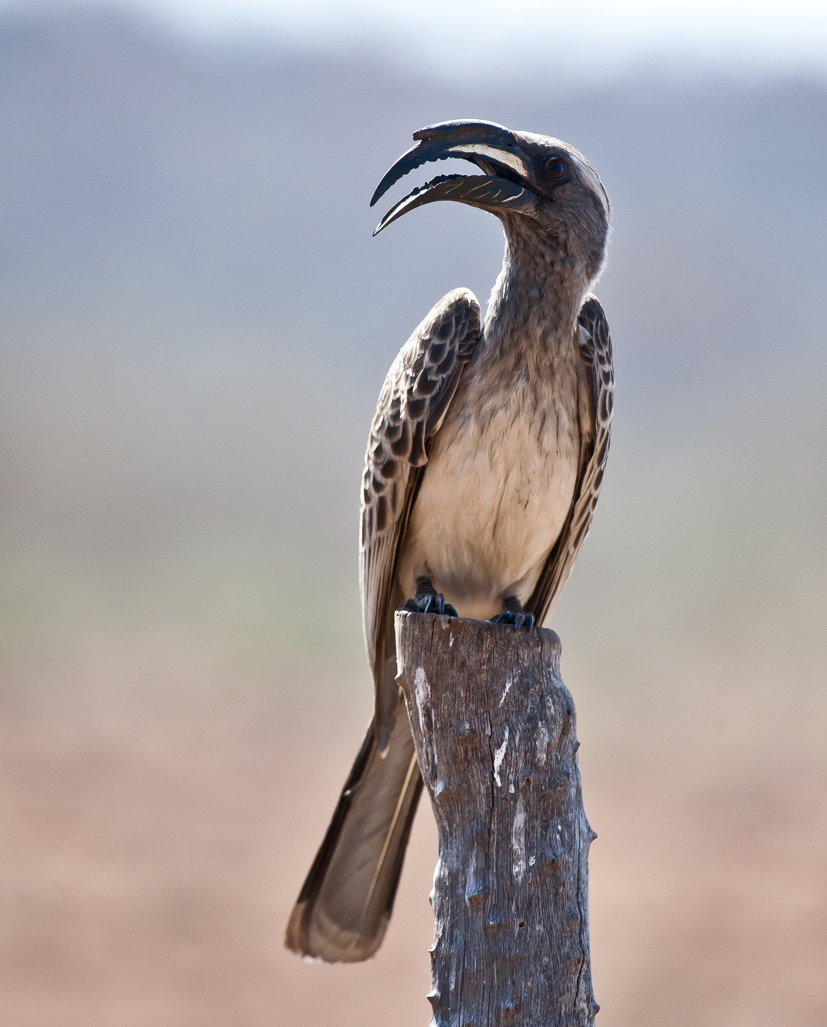 Canon EOS 5D + Canon EF 100-400mm F4.5-5.6L IS USM sample photo. Grey hornbill photography