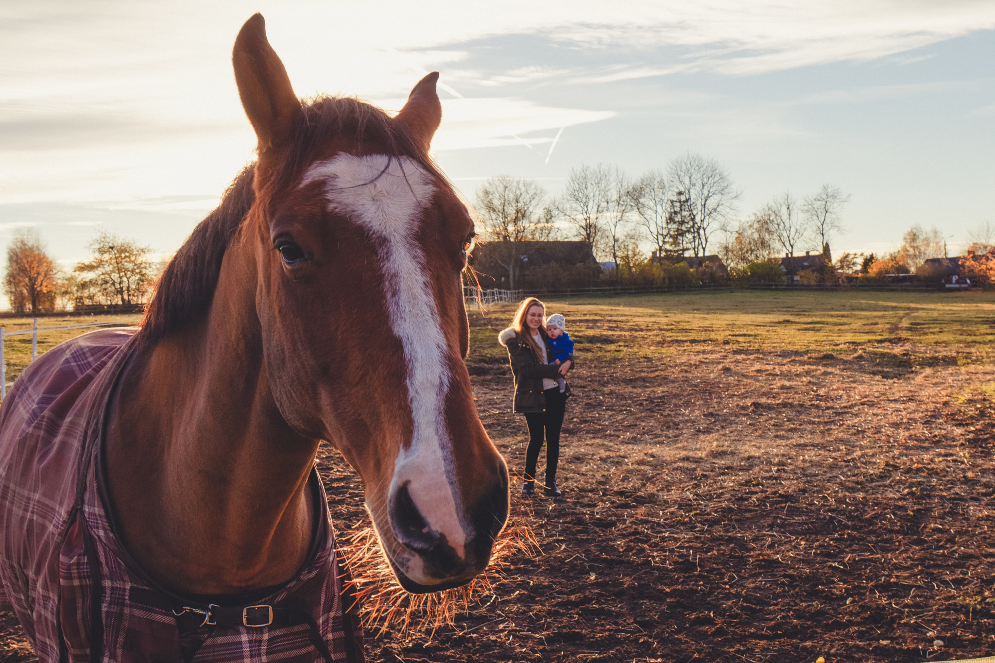 Canon EF 24-70mm F4L IS USM sample photo. Horse photo bomb! photography