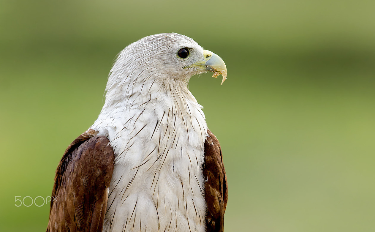 Nikon D7000 + Nikon AF-S Nikkor 500mm F4G ED VR sample photo. Brahminy kite photography