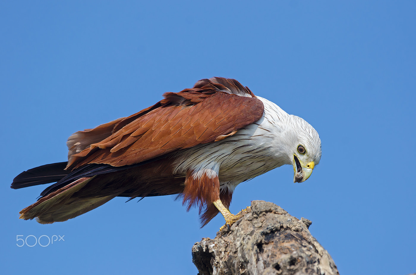 Nikon D7000 + Nikon AF-S Nikkor 500mm F4G ED VR sample photo. Brahminy kite photography