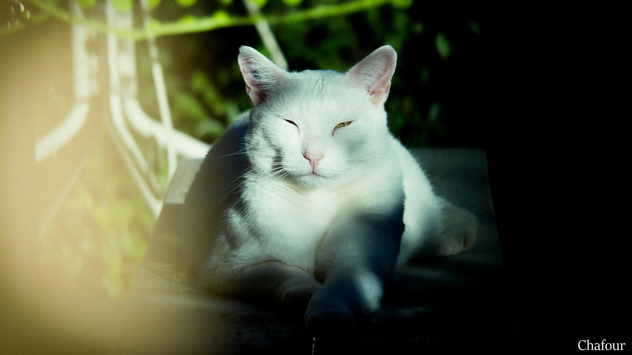 Olympus OM-D E-M10 sample photo. Le voisin photography