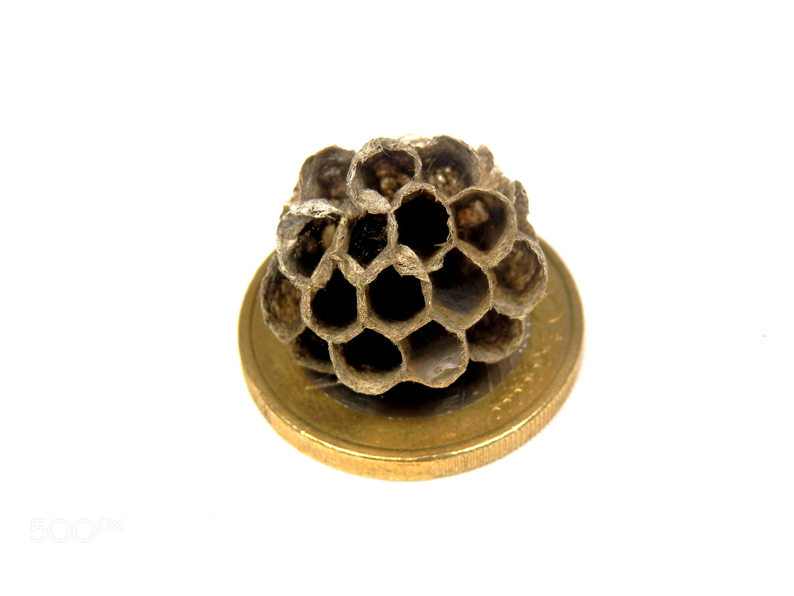 Olympus SZ-31MR sample photo. Abandoned wasp nest photography