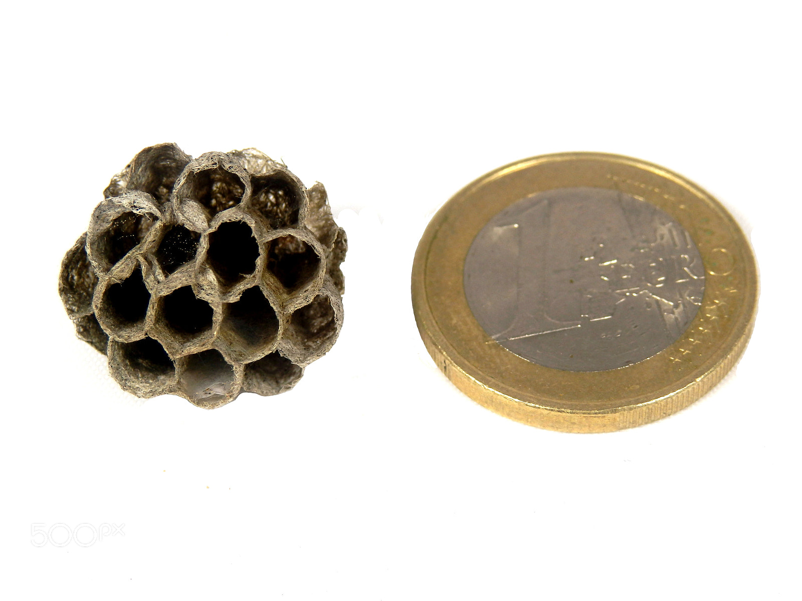 Olympus SZ-31MR sample photo. Abandoned wasp nest photography