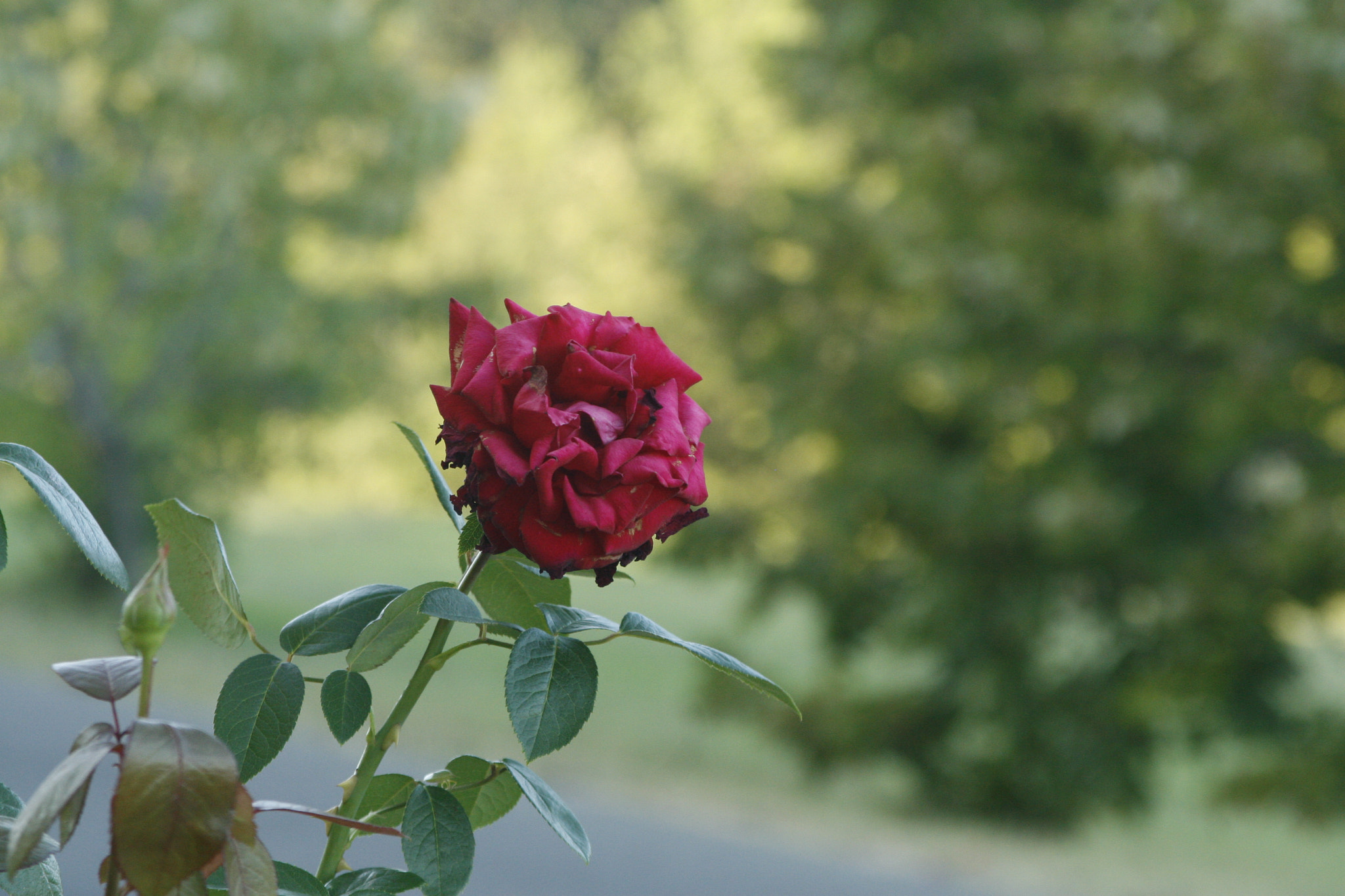 Canon EF 28-105mm F3.5-4.5 II USM sample photo. A rose photography
