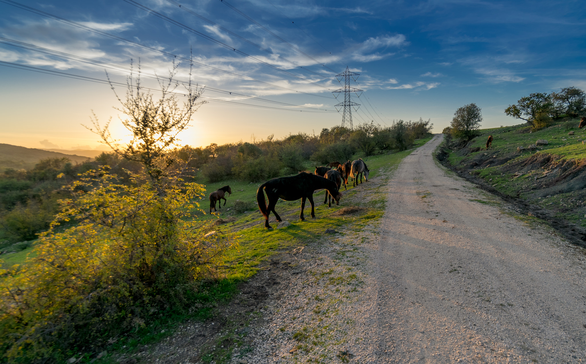 Samyang 14mm F2.8 ED AS IF UMC sample photo. Sunset horses photography
