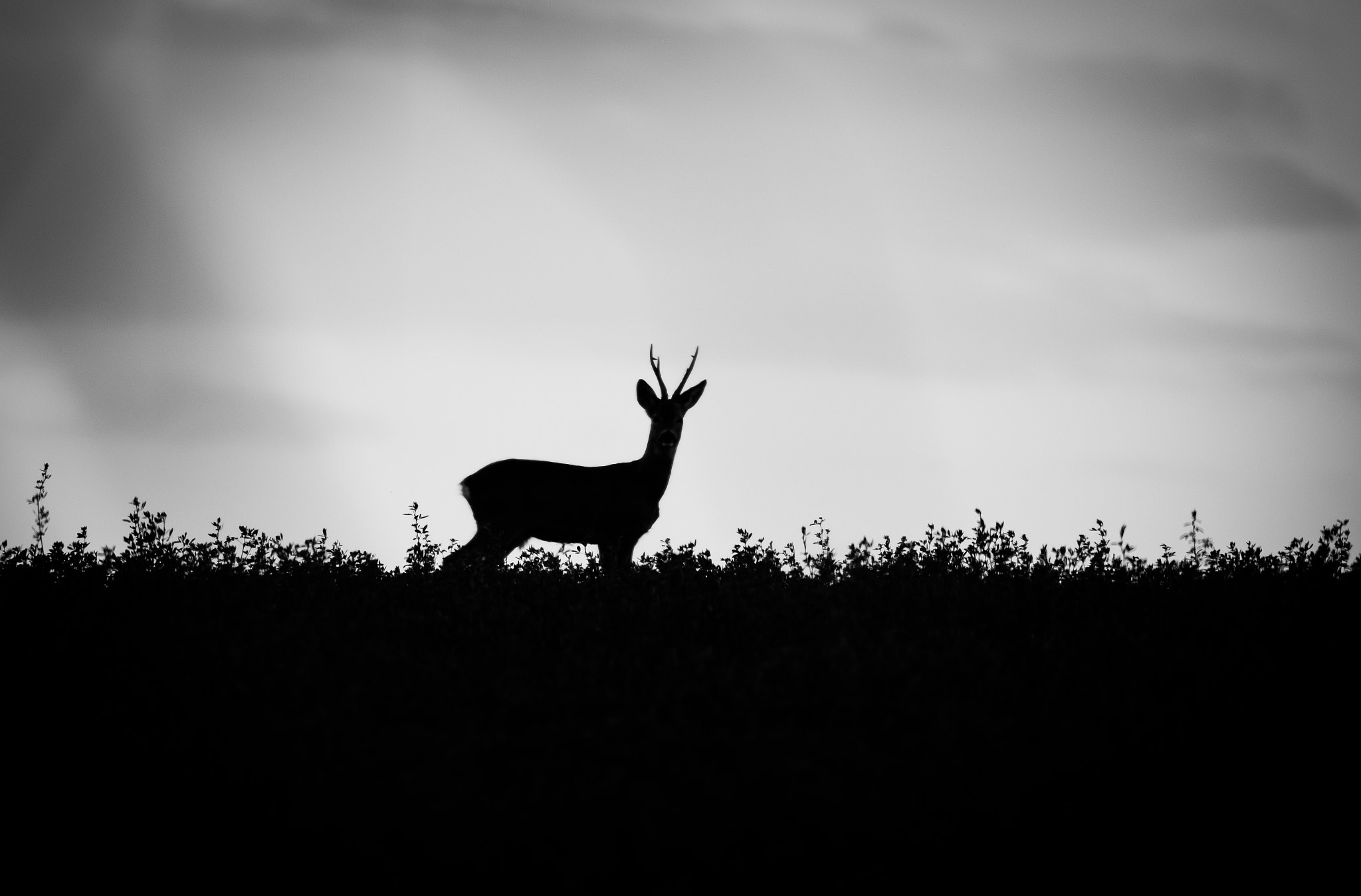 Nikon AF-S Nikkor 200-500mm F5.6E ED VR sample photo. King of the hill photography