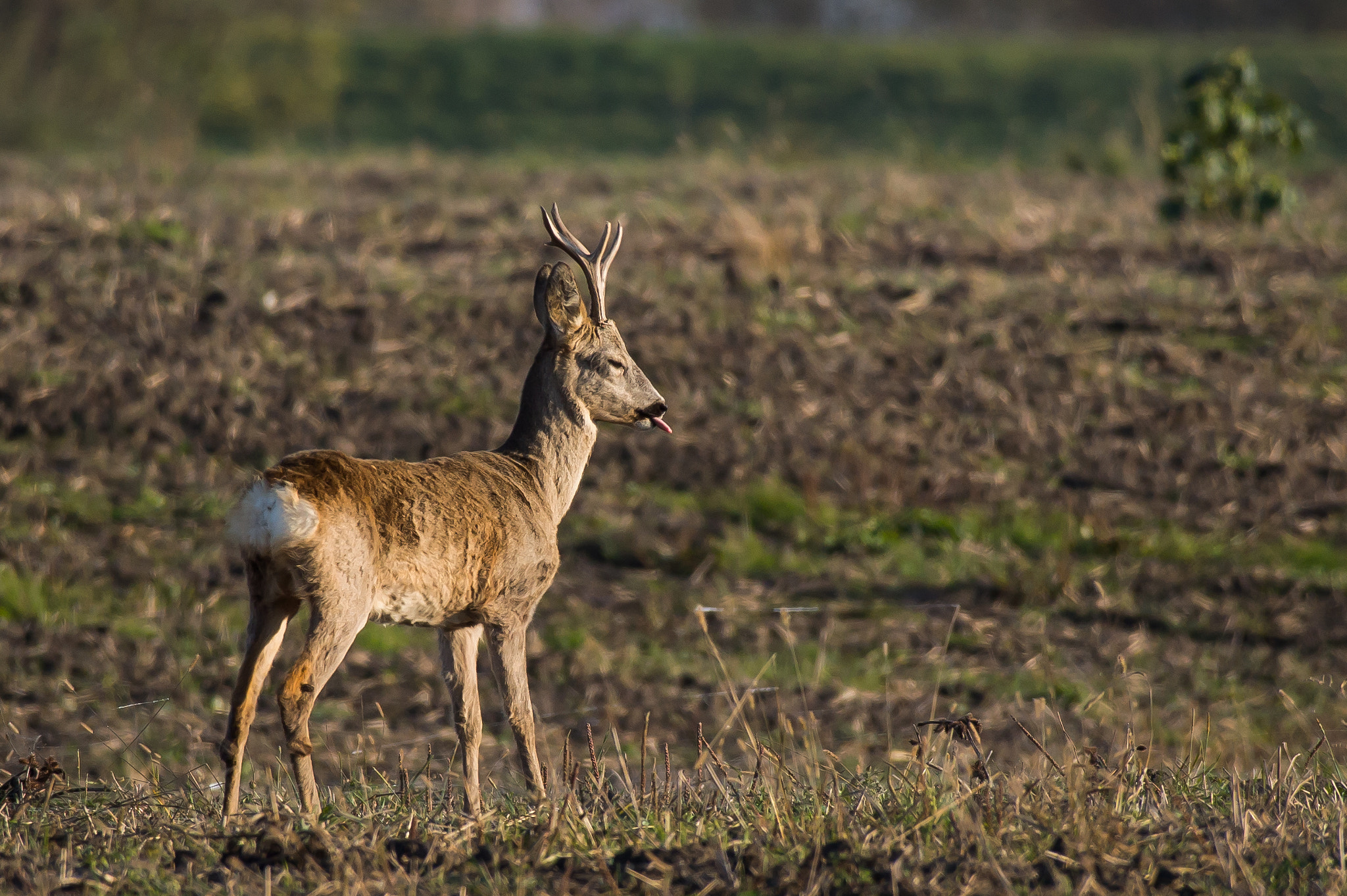 Nikon AF-S Nikkor 200-500mm F5.6E ED VR sample photo. Good morning! photography