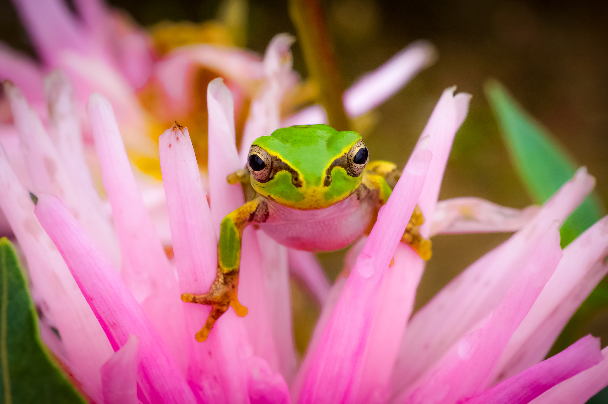 Sony Alpha a5000 (ILCE 5000) + Sony E 30mm F3.5 Macro sample photo. A frog in a pink flower photography
