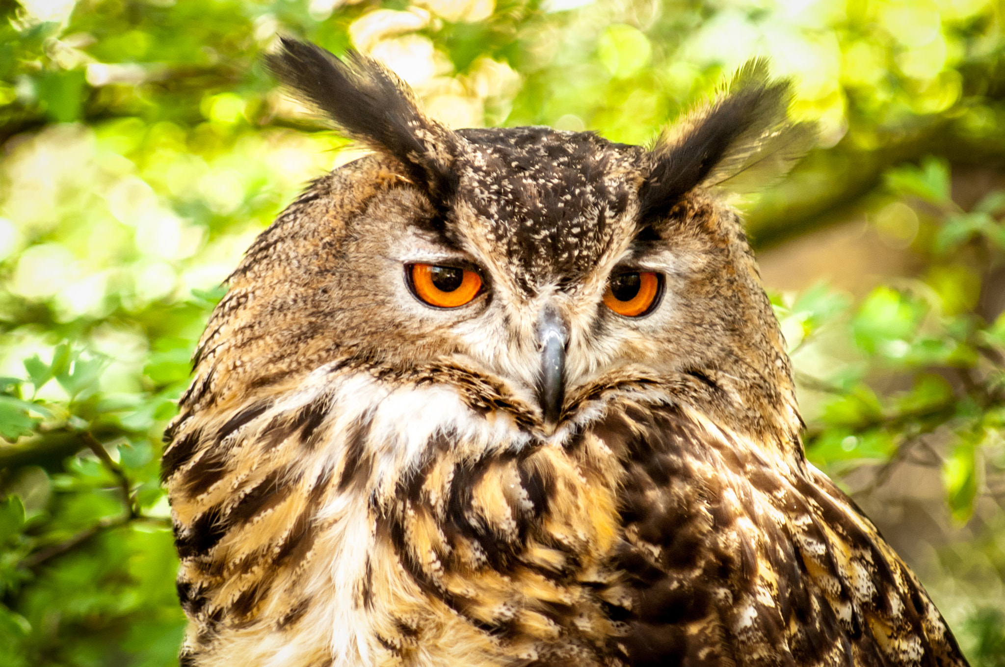 Minolta AF 80-200mm F4.5-5.6 sample photo. Eagle owl photography