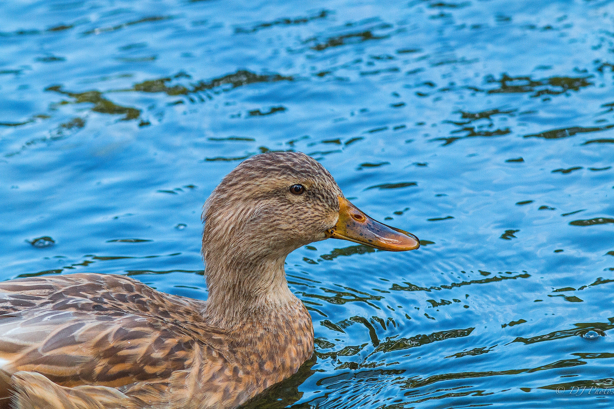 Canon EOS 70D + Canon EF 300mm F4L IS USM sample photo. Female duck photography
