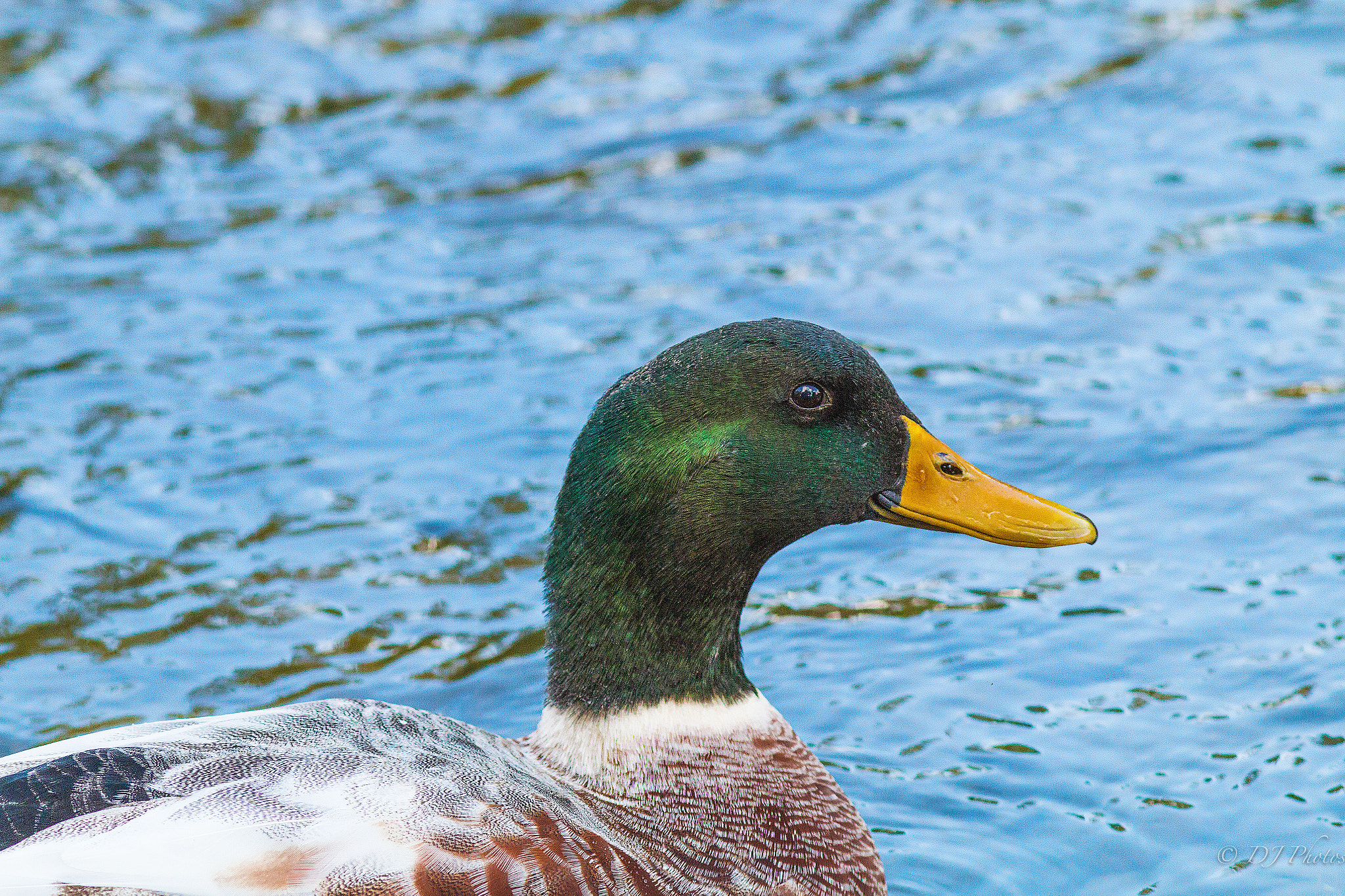 Canon EOS 70D + Canon EF 300mm F4L IS USM sample photo. Male duck photography