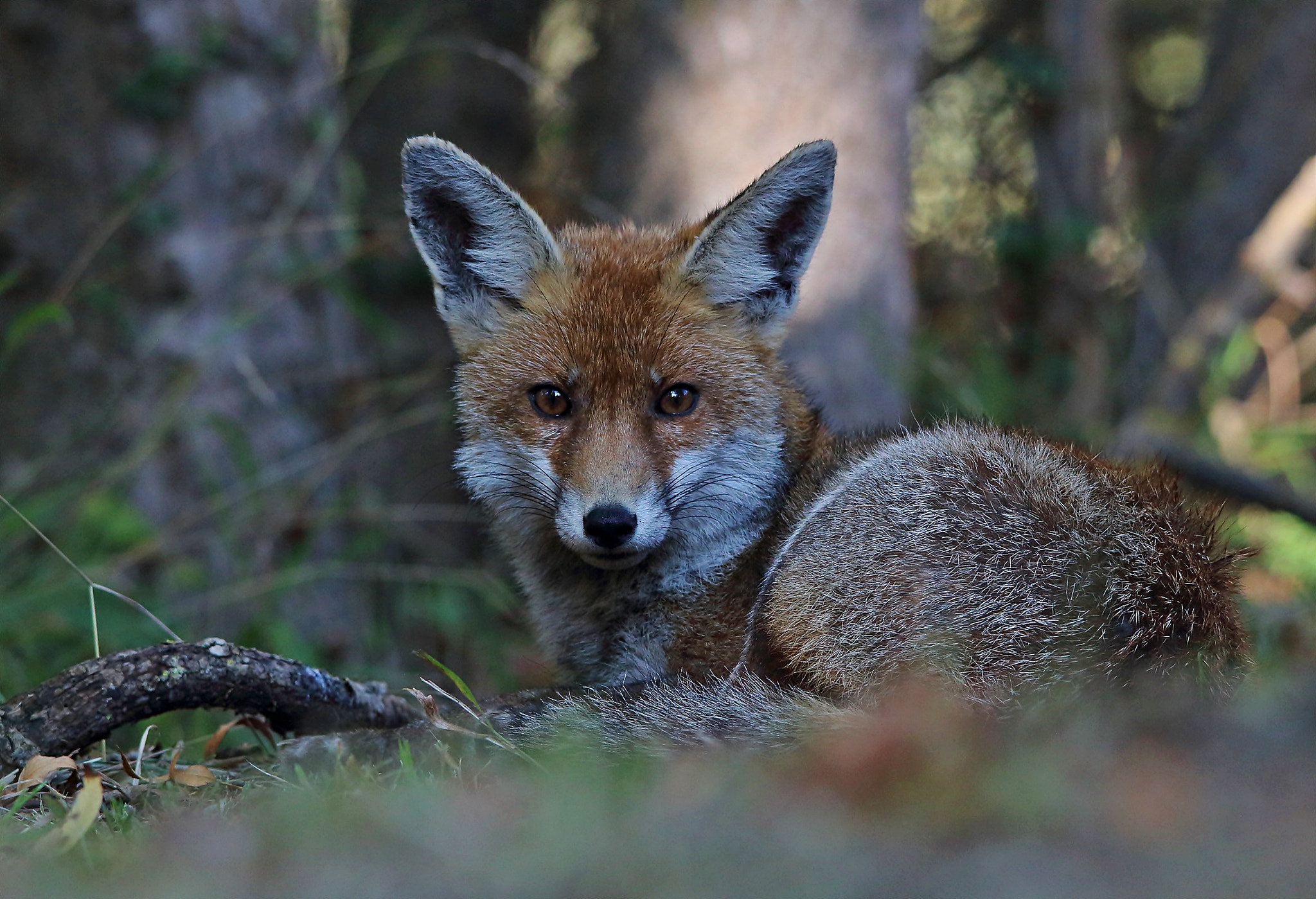 Sigma 150-500mm F5-6.3 DG OS HSM sample photo. Red fox, volpe rossa  photography