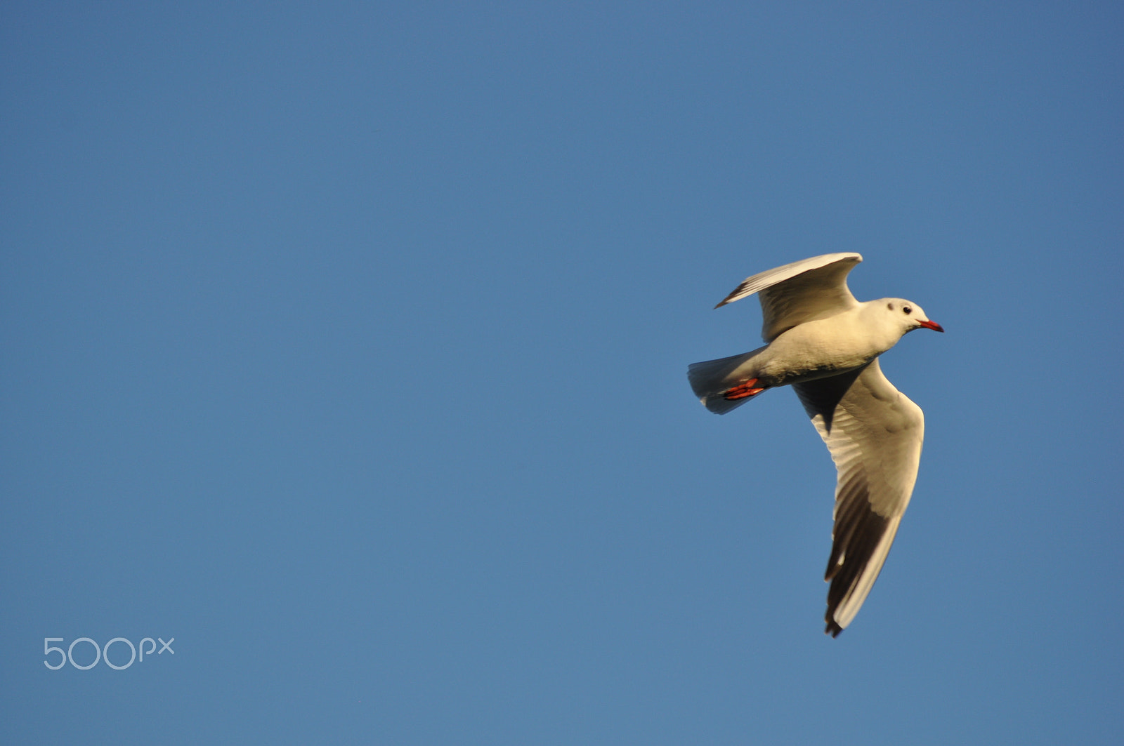 Nikon D5000 sample photo. The gull photography