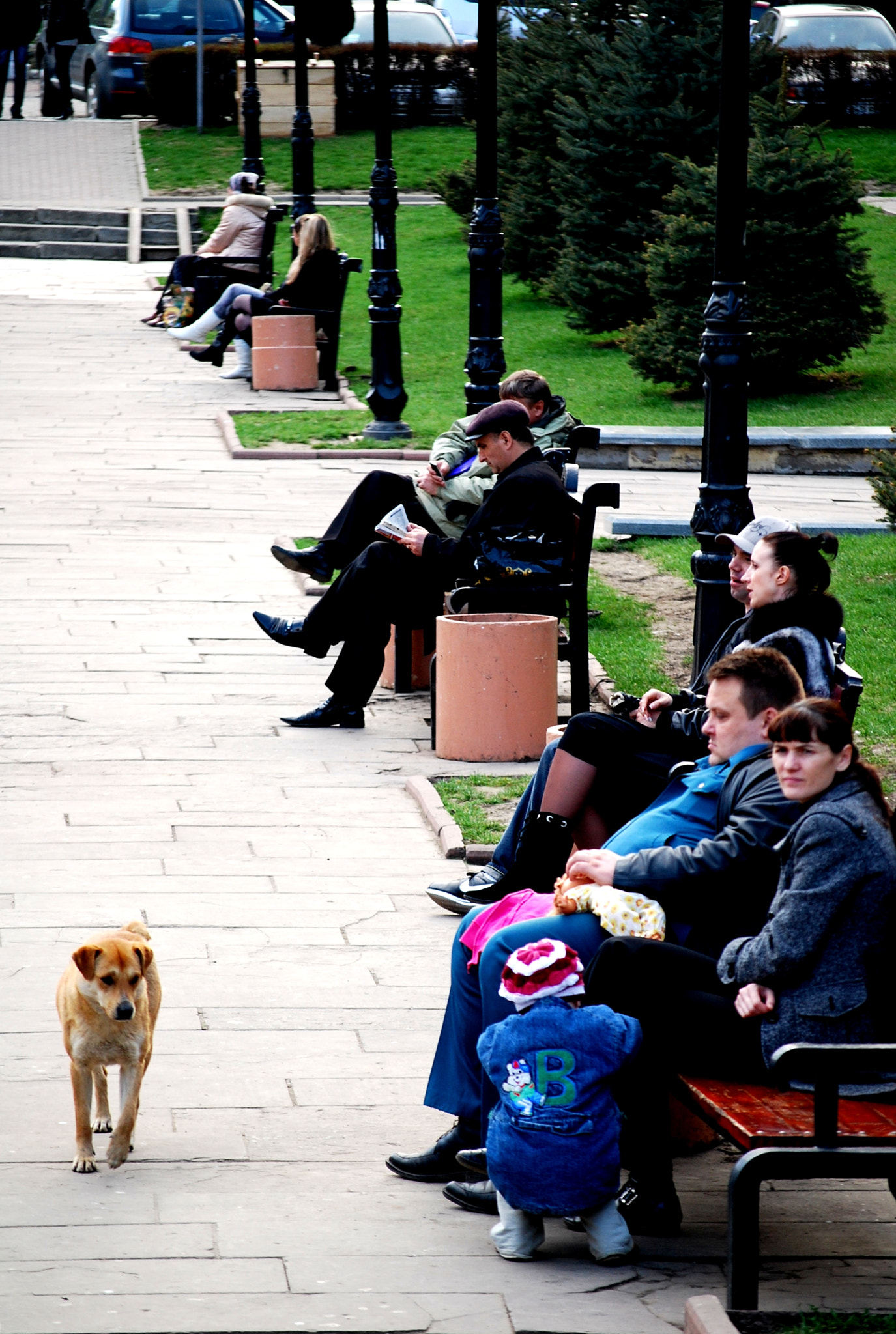 Nikon D40X sample photo. Homeless dogs and lonely people. chernivtsi (2011) 2/12 photography