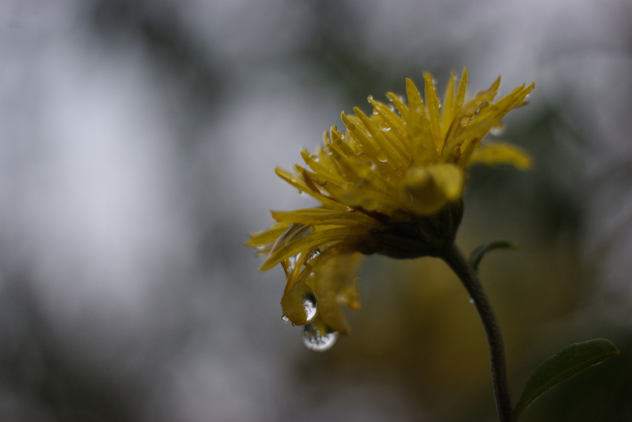 Sony Alpha DSLR-A350 + Minolta AF 50mm F1.7 sample photo. Watercolor yellow 2 photography