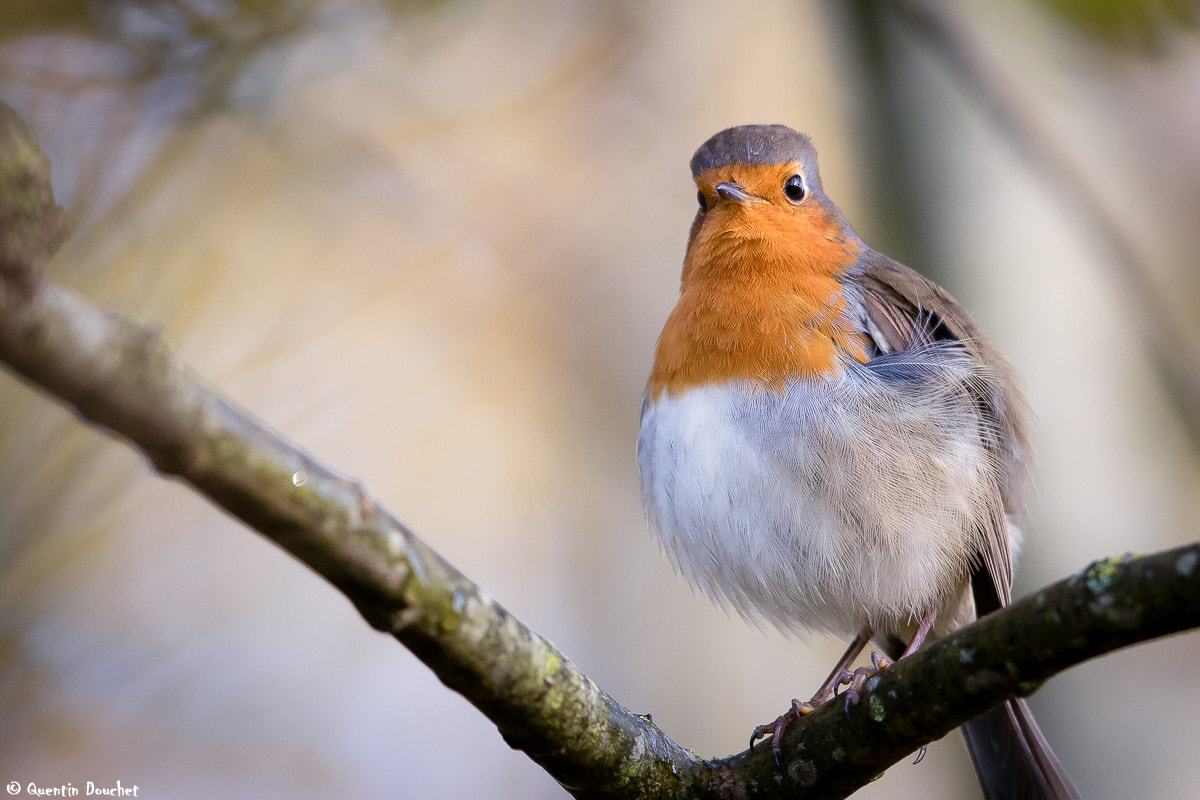 Canon EF 600mm F4L IS II USM sample photo. Rouge-gorge photography