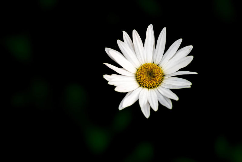 Sony 135mm F2.8 [T4.5] STF sample photo