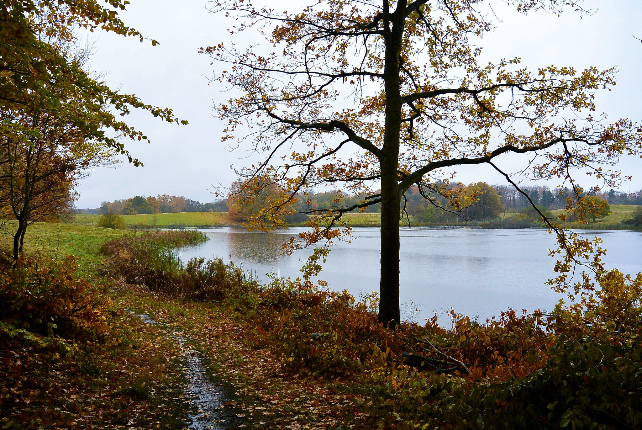 Nikon 1 Nikkor 11-27.5mm F3.5-5.6 sample photo. On a rainy day... photography