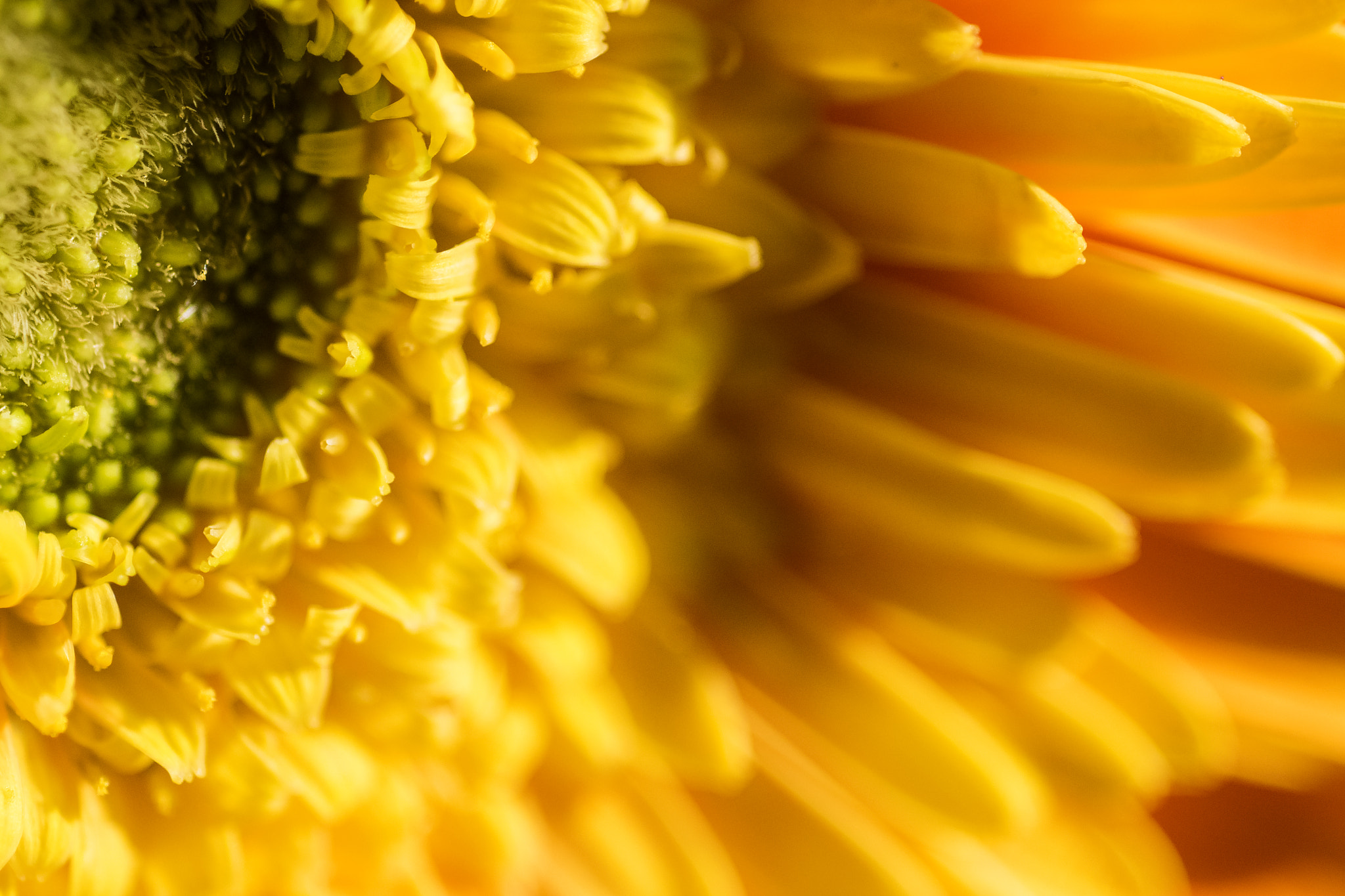 Nikon D3300 + Nikon AF Micro-Nikkor 60mm F2.8D sample photo. Sunburst gerber daisy2 photography