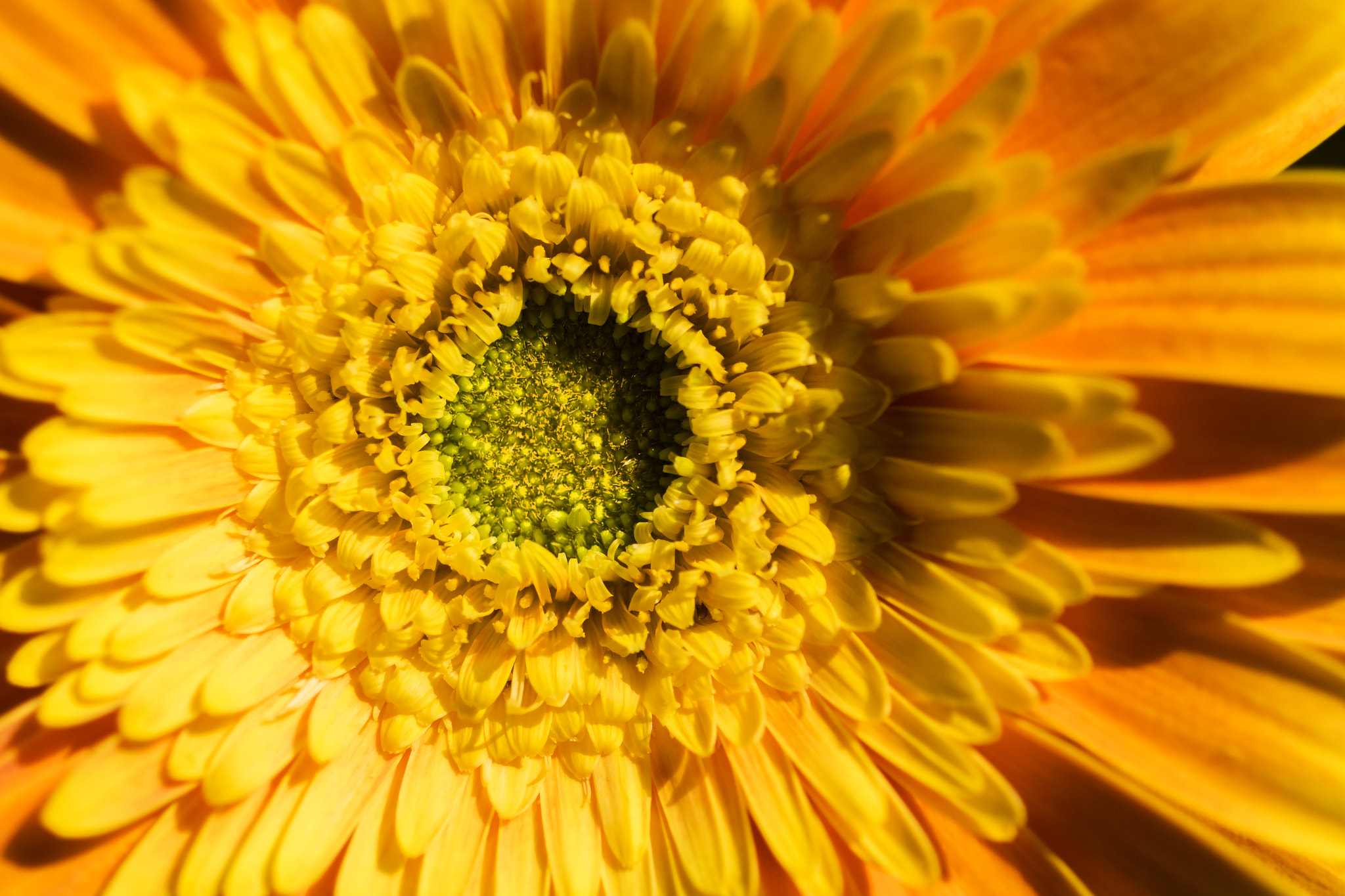 Nikon D3300 + Nikon AF Micro-Nikkor 60mm F2.8D sample photo. Sunburst gerber daisy1 photography