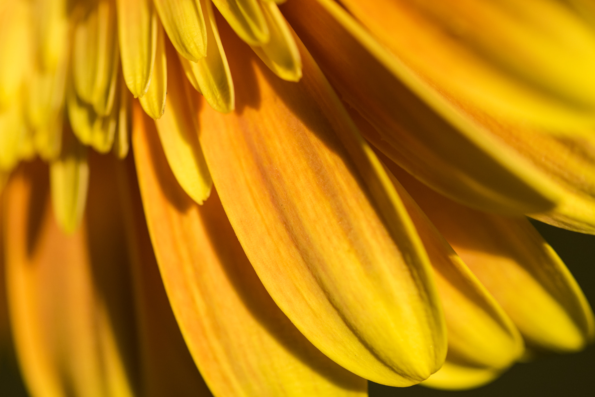 Nikon D3300 + Nikon AF Micro-Nikkor 60mm F2.8D sample photo. Sunburst gerber daisy4 photography