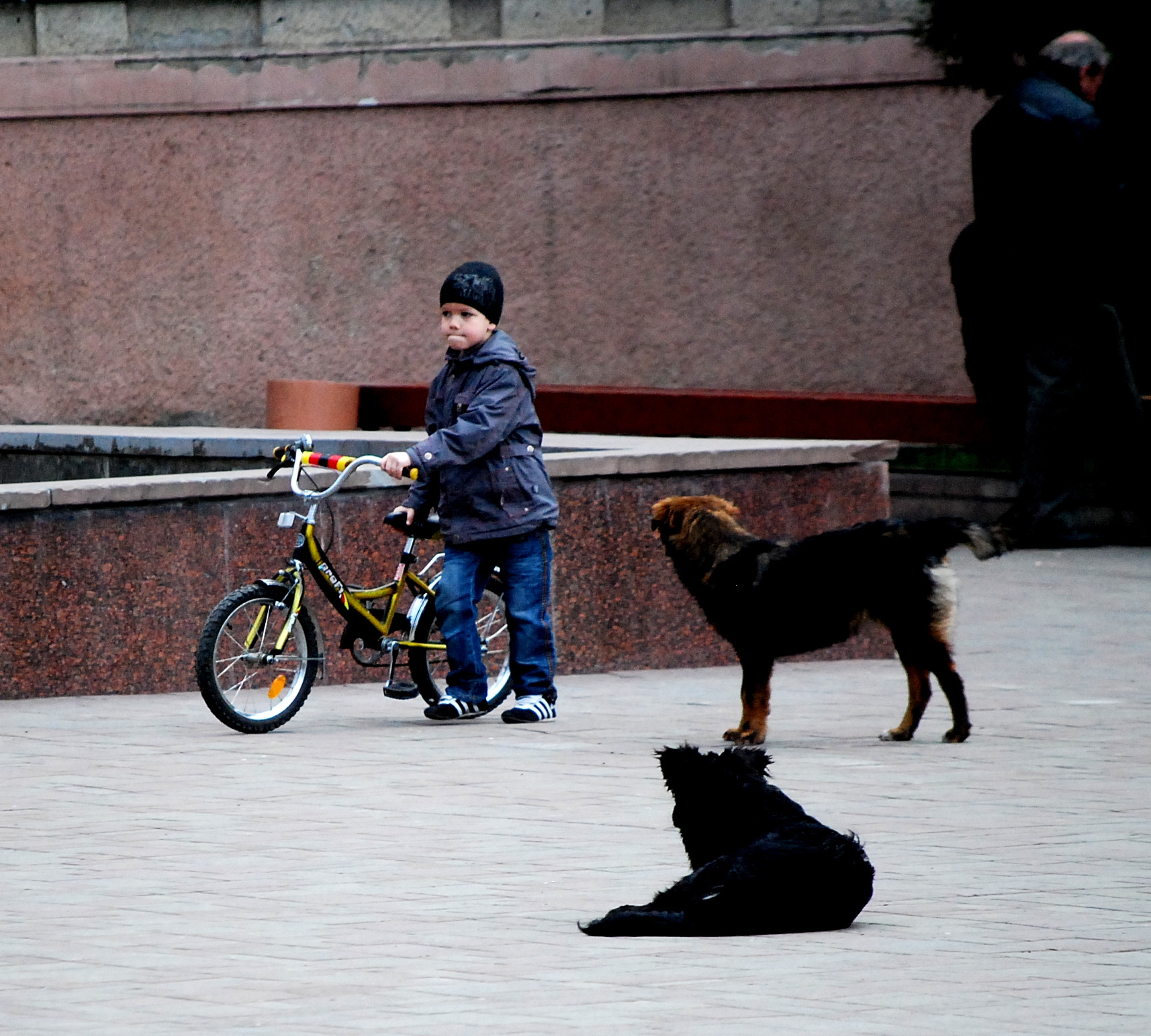 Nikon D40X sample photo. Homeless dogs and lonely people. chernivtsi (2011) 6/12 photography
