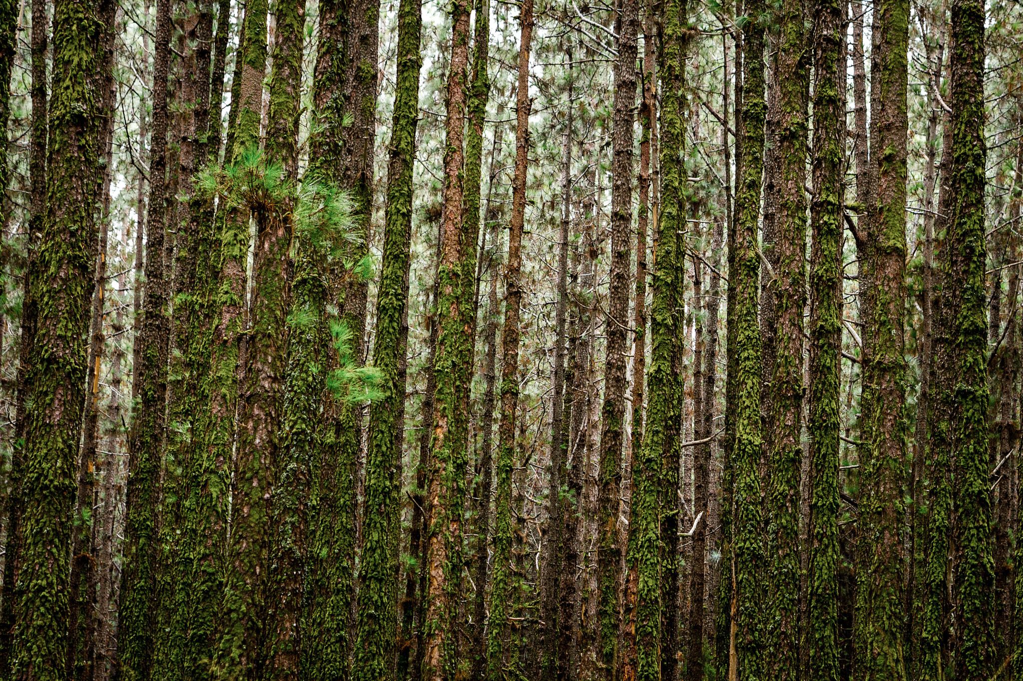 Sony Alpha NEX-5 + E 50mm F1.8 OSS sample photo. Into the woods! photography