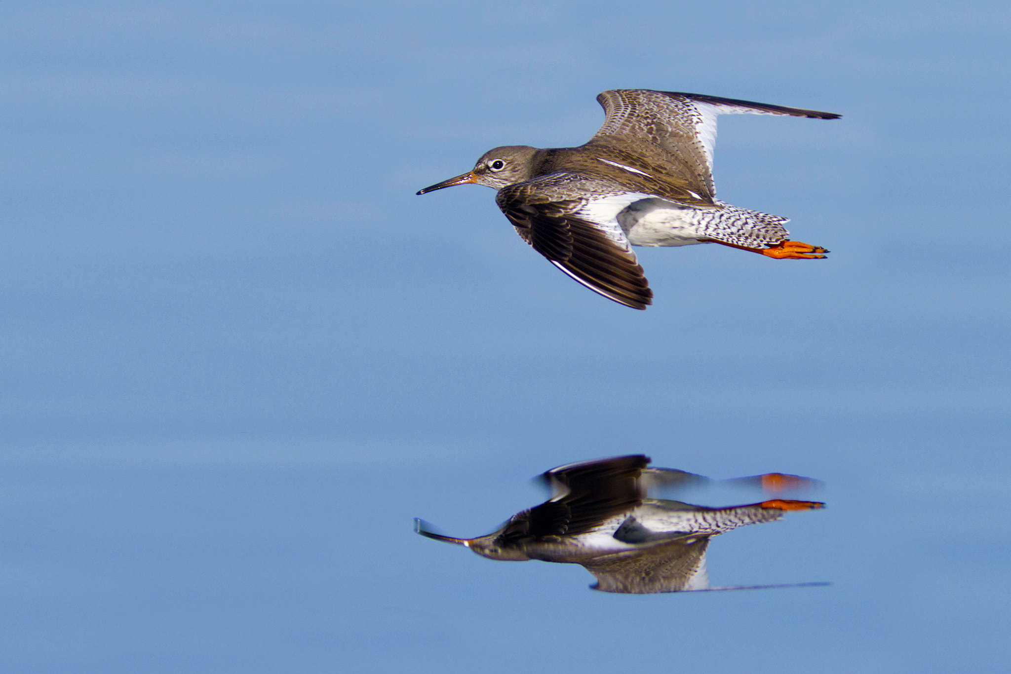 Canon EF 300mm f/2.8L + 2x sample photo. The reflex photography
