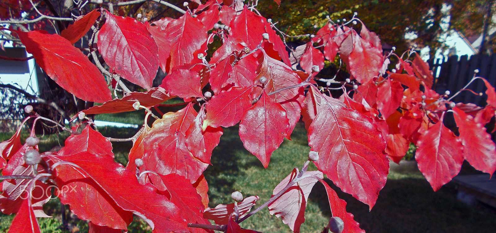 Nikon COOLPIX L27 sample photo. Dogwood in autumn photography