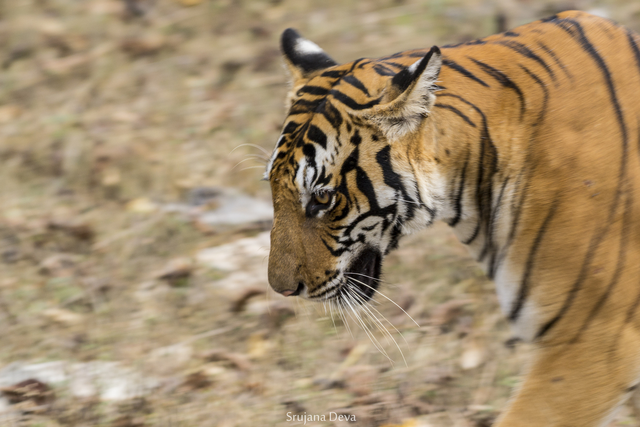 Nikon AF-S Nikkor 200-500mm F5.6E ED VR sample photo. Tiger pan photography