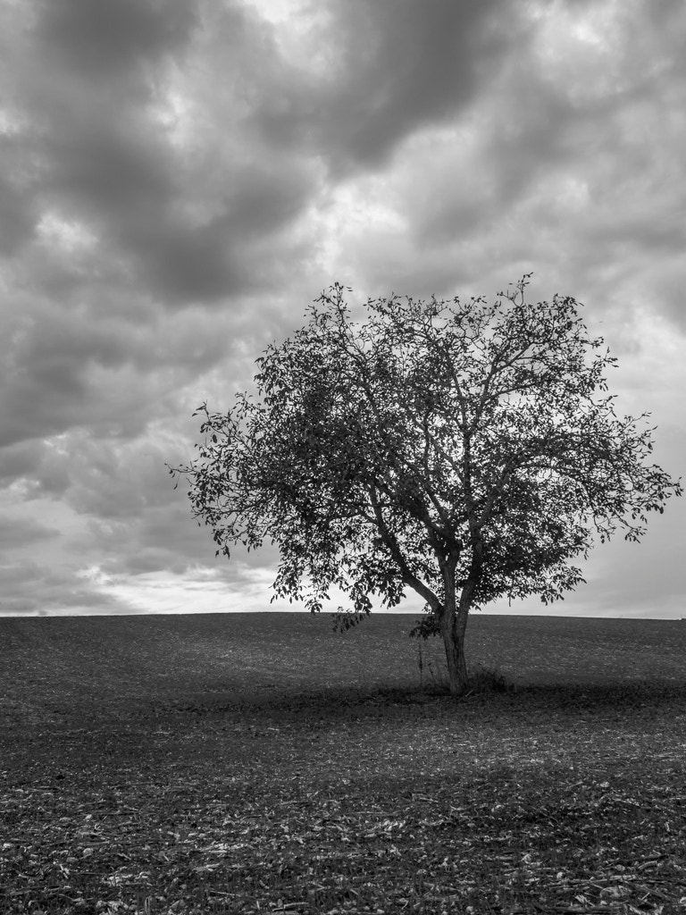 Canon EF 22-55mm f/4-5.6 USM sample photo. Solitary tree photography