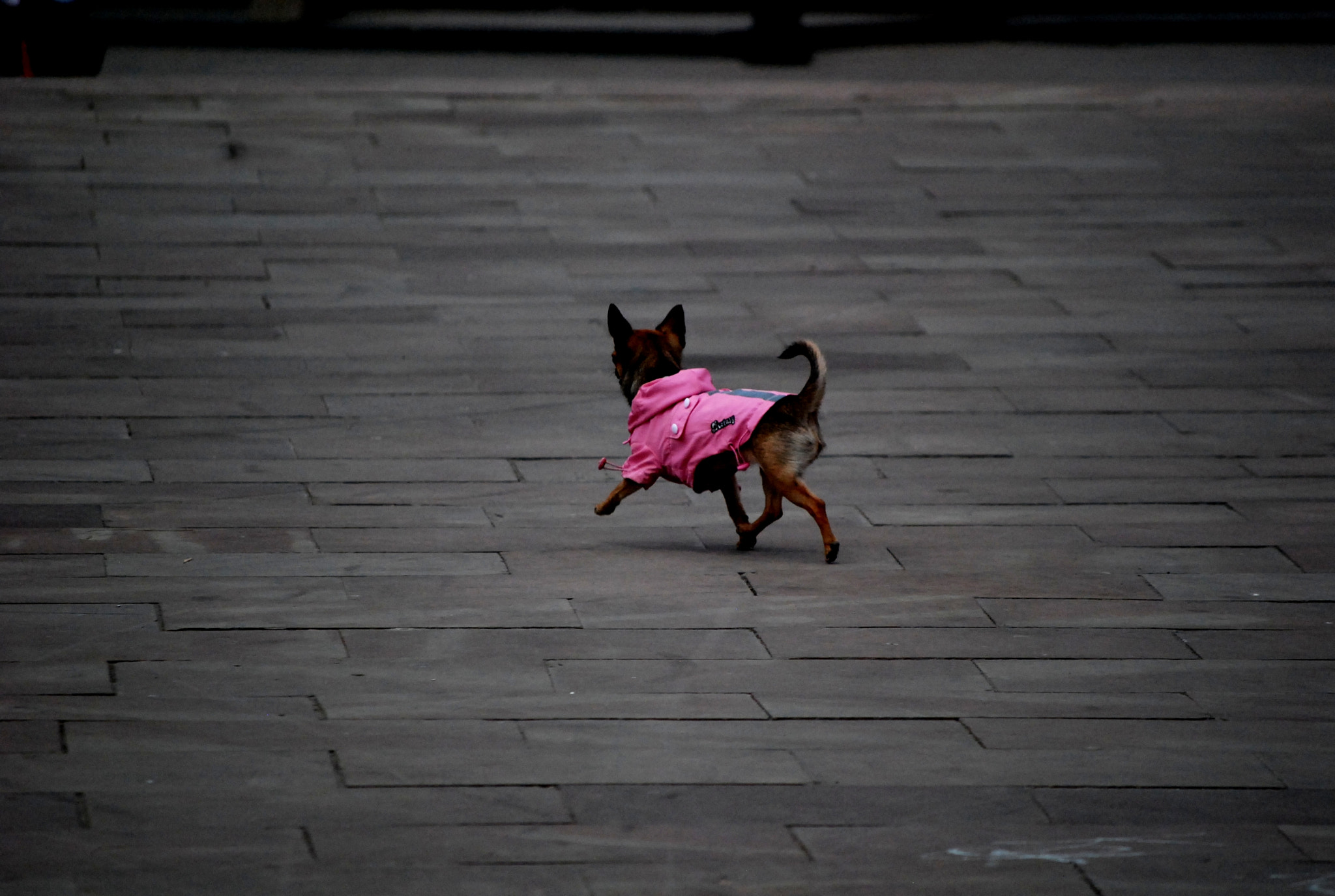 Nikon D40X sample photo. Homeless dogs and lonely people. chernivtsi (2011) 7/12 photography