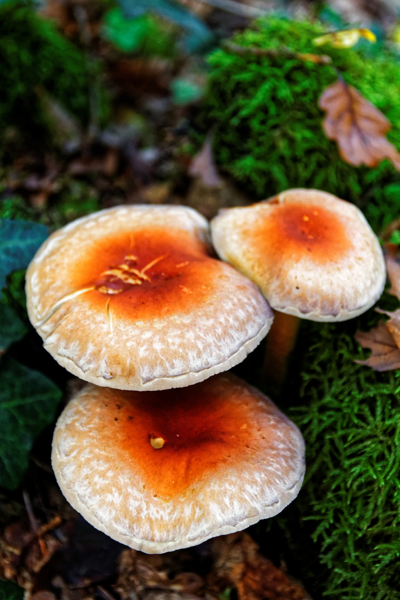 Sigma 17-70mm F2.8-4 DC Macro OS HSM sample photo. Champignons photography