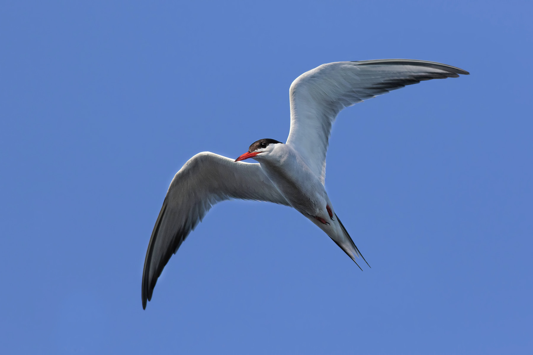 Canon EF 500mm f/4.5L sample photo. Common tern photography