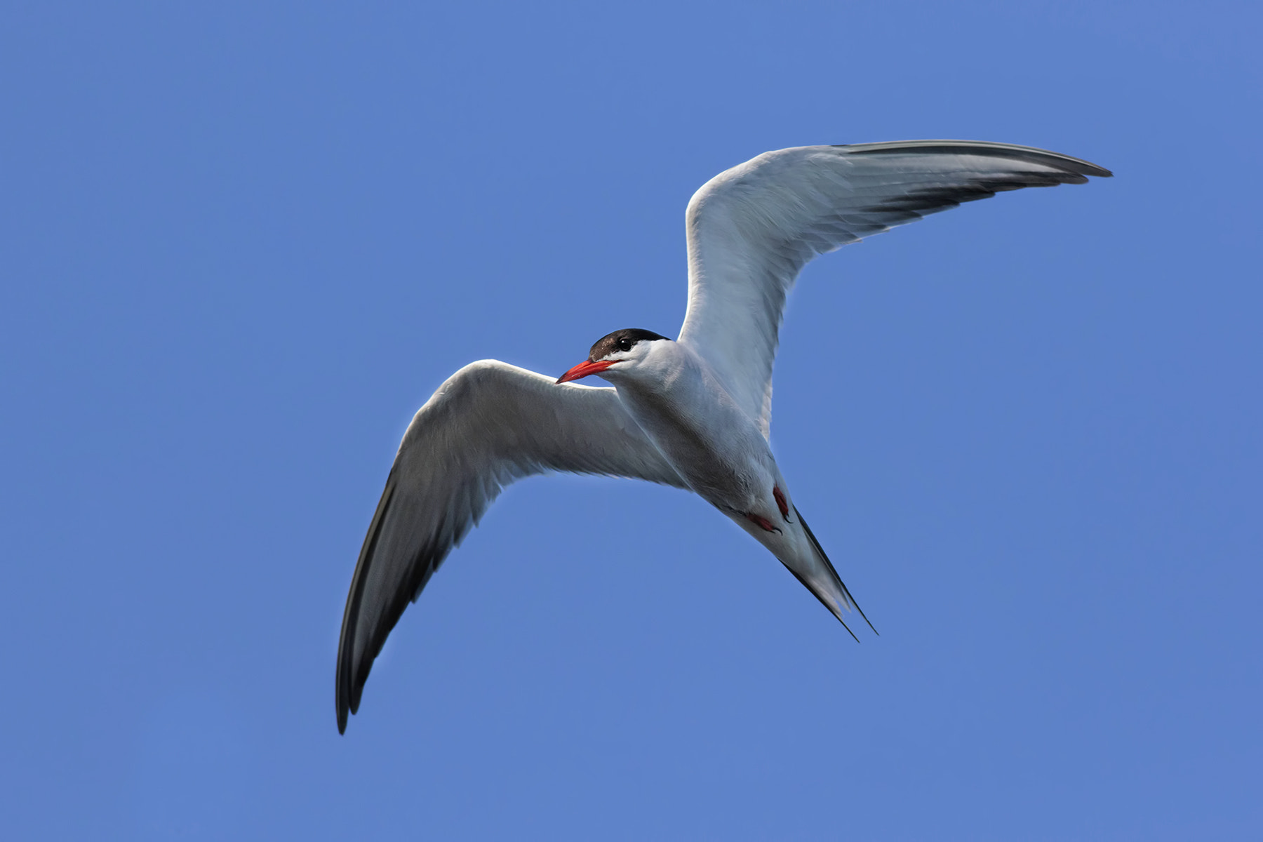 Canon EOS 7D Mark II sample photo. Common tern photography