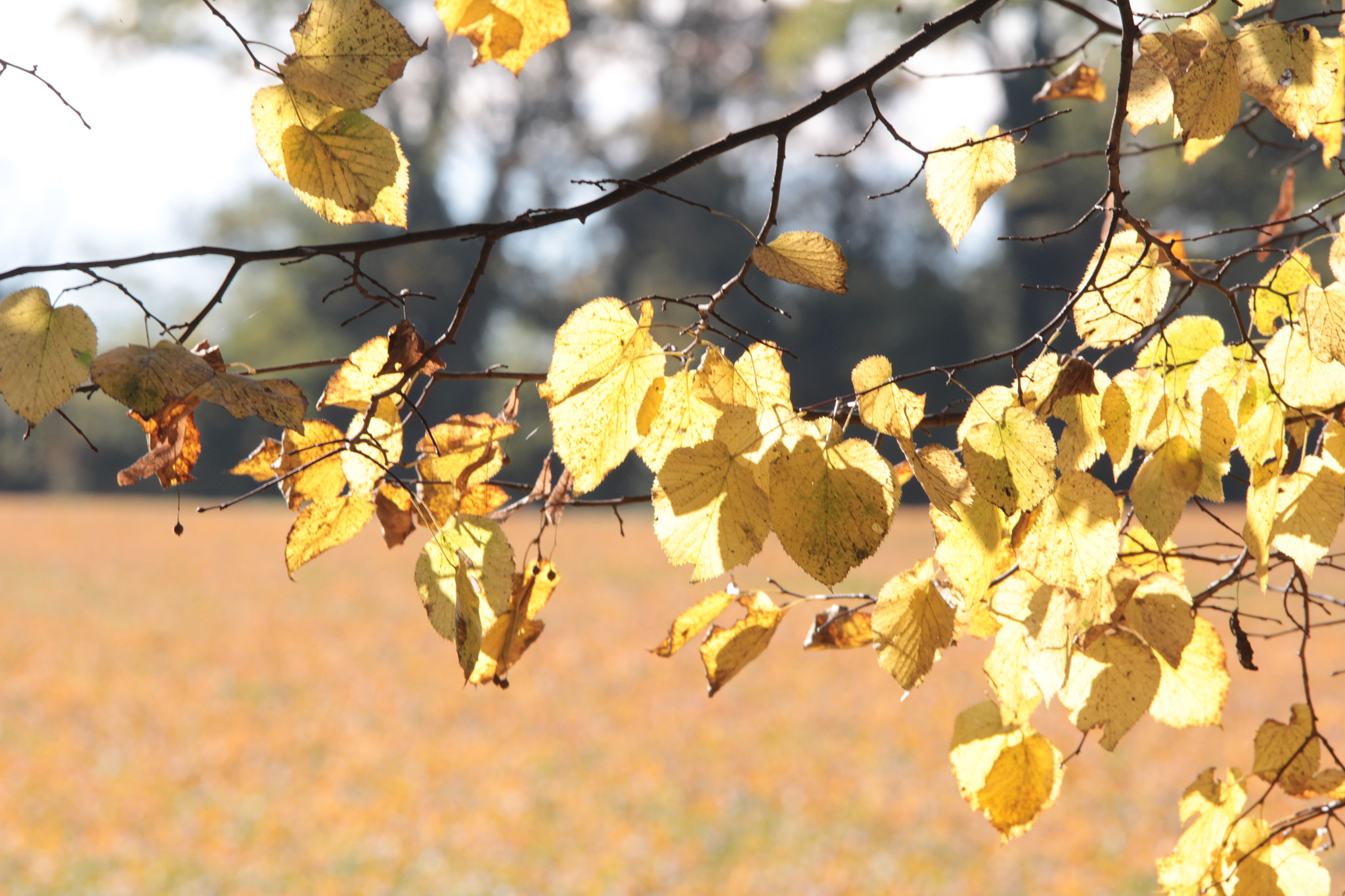 Sigma 70-200mm F2.8 EX DG OS HSM sample photo. Autunno photography