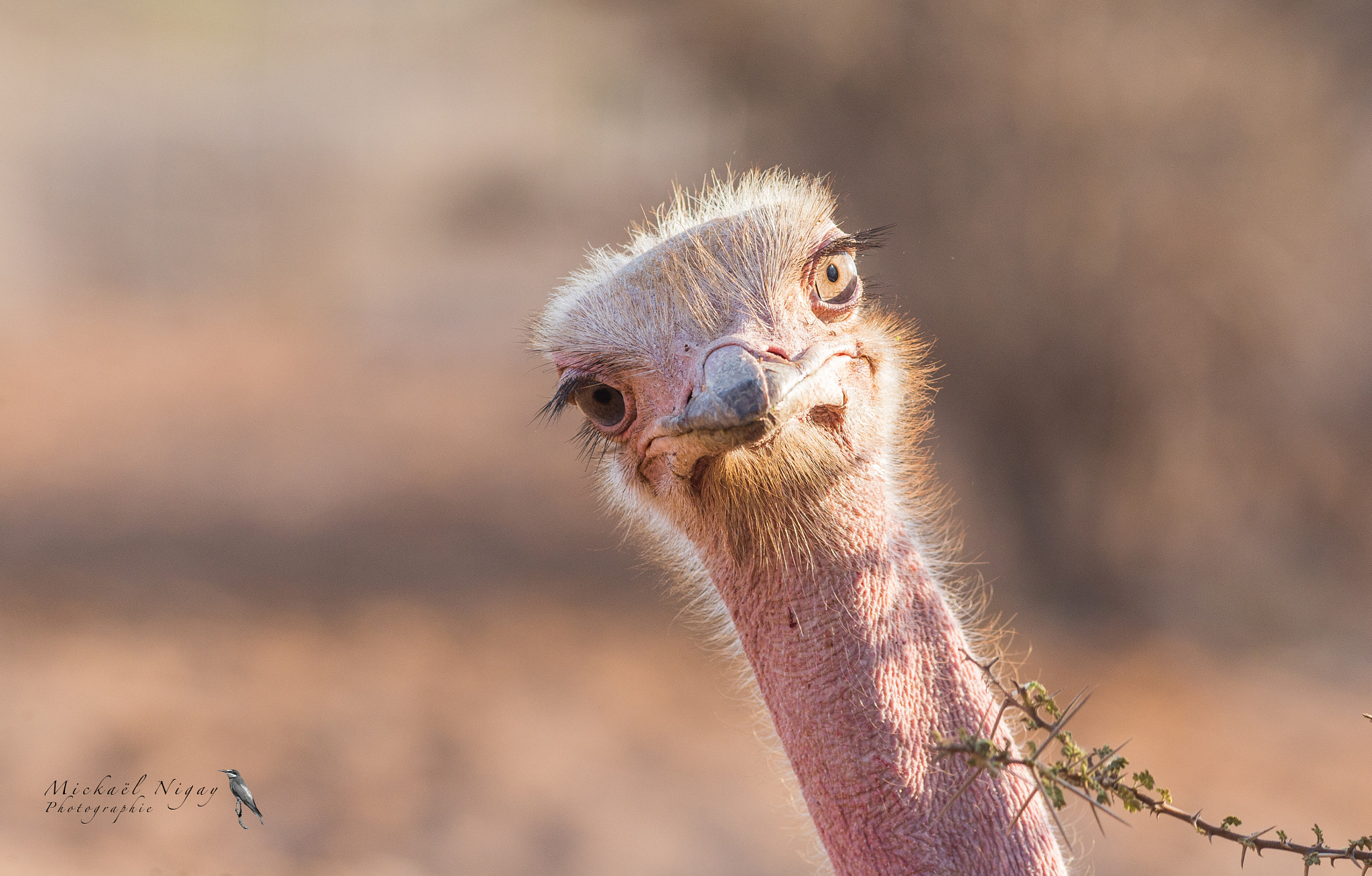 Canon EOS 6D + Canon EF 300mm F4L IS USM sample photo. Ostrich photography