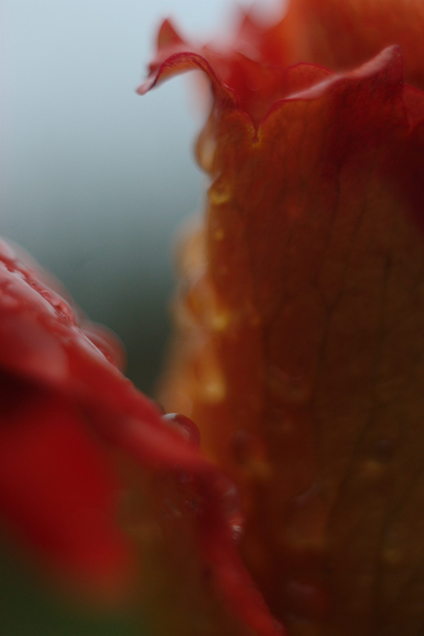 Sony Alpha DSLR-A350 + Minolta AF 50mm F1.7 sample photo. Watercolor red 1 photography