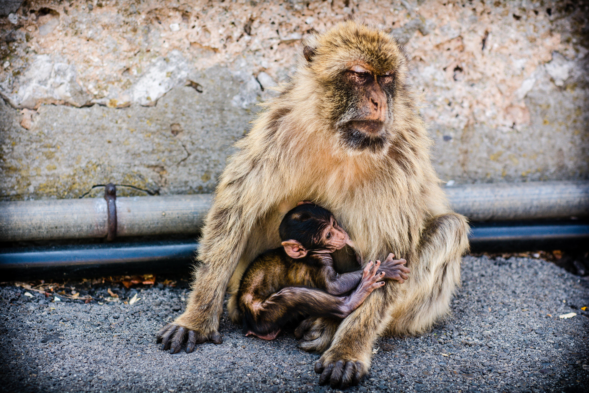 Nikon D7100 + Sigma 50mm F1.4 DG HSM Art sample photo. Dsc photography